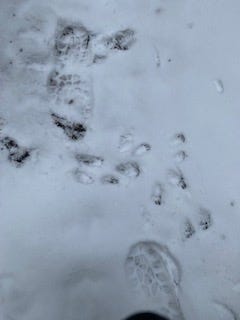 Two boot prints on the top and bottom of the photo show the size of small animal tracks int he middle. The tracks are about 1/4–1/8 as big as the boot prints. They are long, about three times as long as wide and have straight toes at the top of the print like feathers