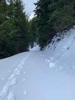 A wide, snowy path in the center with a slight incline shows a set of tracks made by my snowshoes and the prick marks of my trekking poles. To the right a steep slope has 3 small pinwheel shapes at the bottom of it and their track marks where they rolled downhill — snow rollerballs. There are bright green evergreens on both sides leaning into the trail, they are about 20–30ft high. The sky is dark and cloudy in the background.