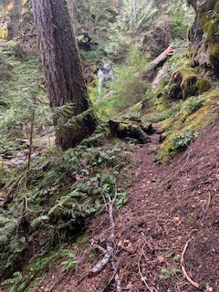 A narrow trail about 2 feet wide with pine needle litter, twigs, and leaves in the foreground. In the mid-ground a large tree stands, only the trunk is visible. A small waterfall rushes in the background partially overtaken by lush greenery: trees and moss