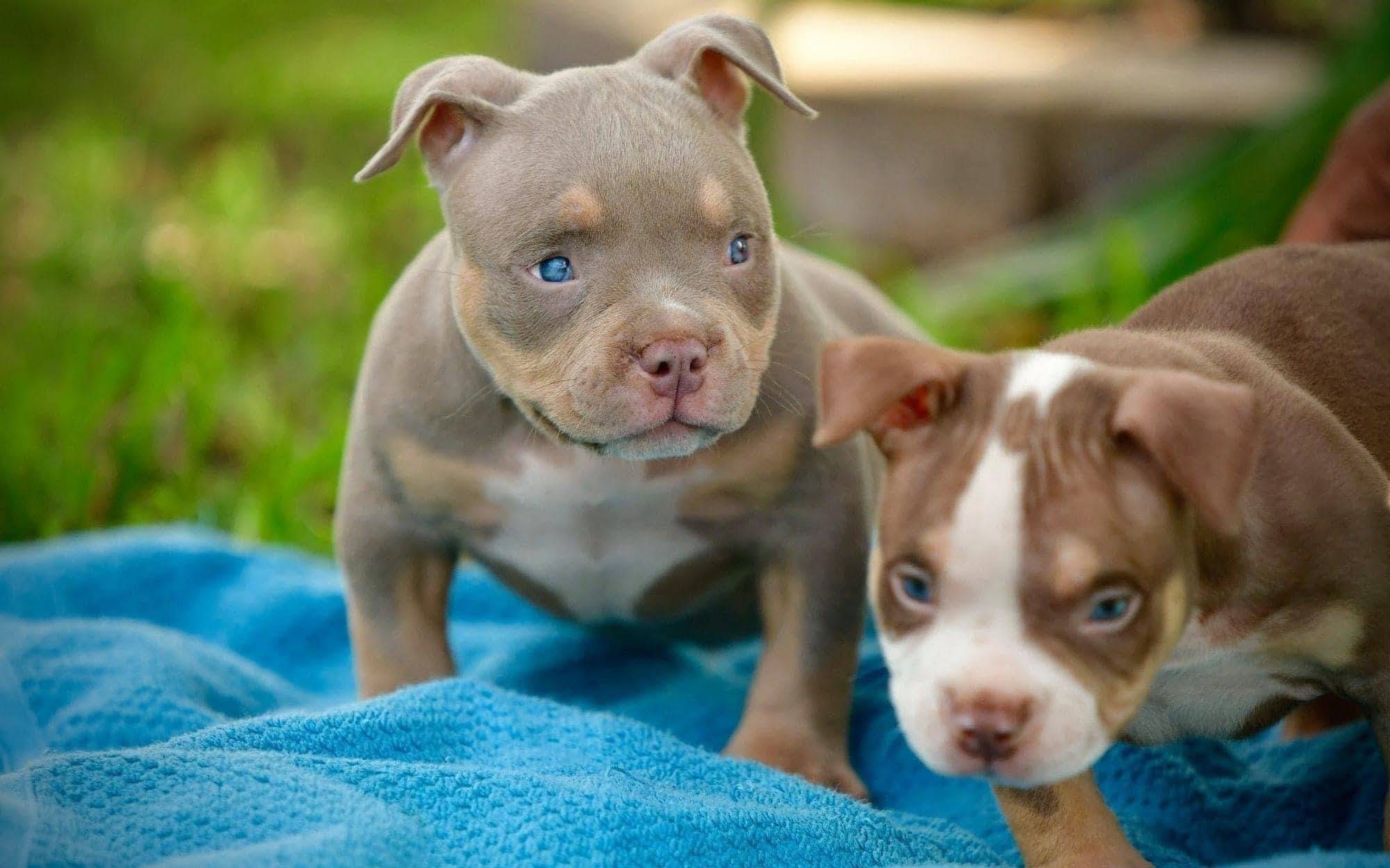 How much does a Pocket Bully puppy cost in 2025? | Venomline American Bully Blog Hub