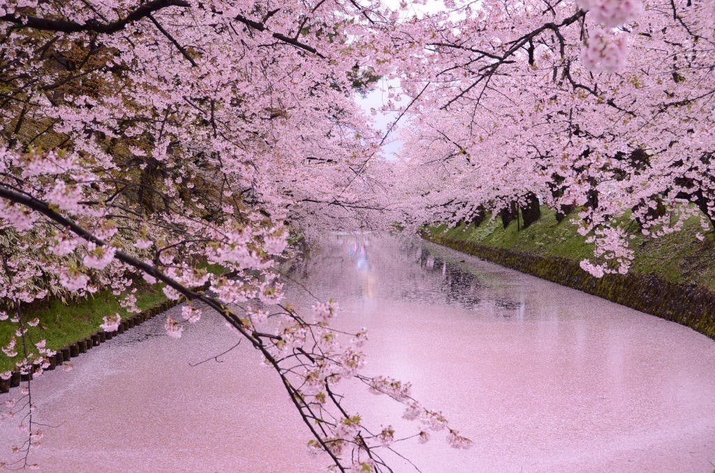 Hirosaki Cherry Blossom 2019 Pink Petals Carpet Japan Travel Guide