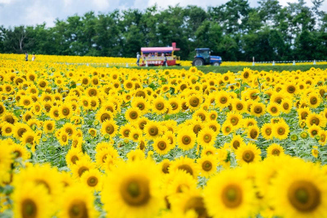 flowers-that-start-with-gl-change-comin