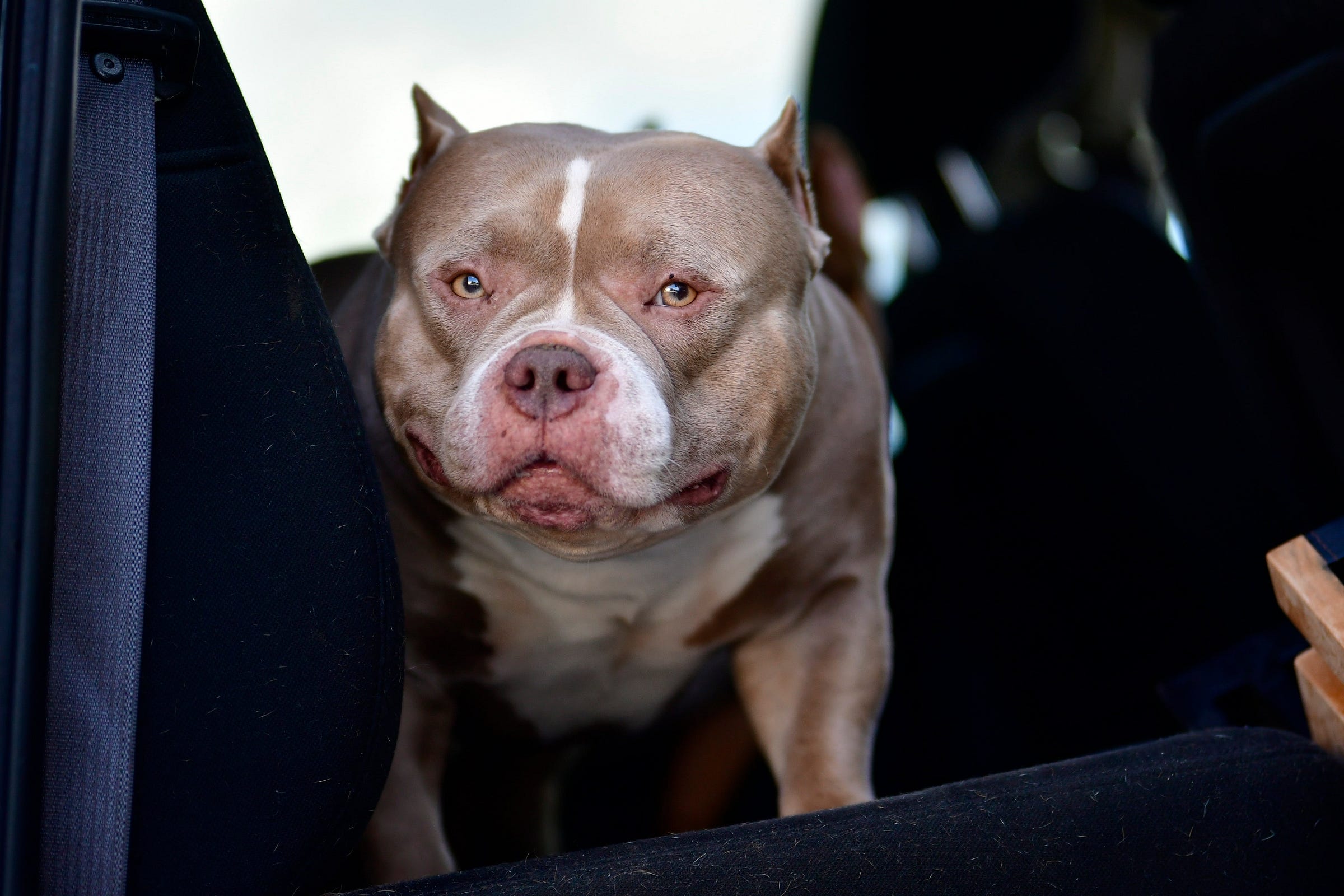 REST IN PEACE LOUIS V LINE'S VENOM-WE KNEW HIM AS "CHUNK"