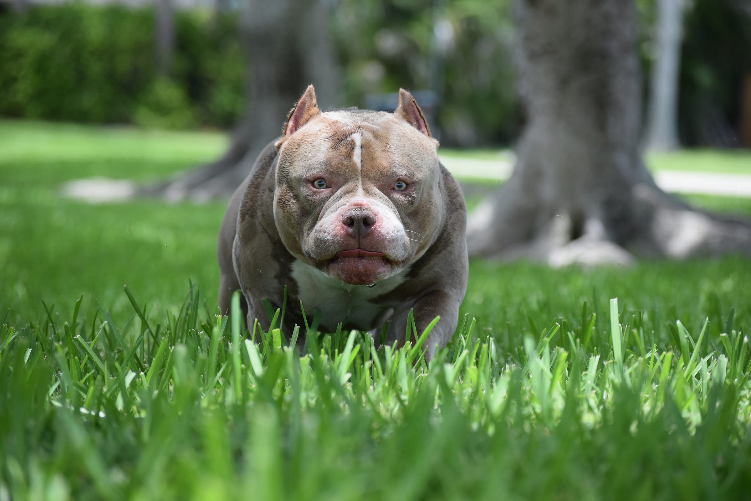 TOP POCKET AMERICAN BULLY BREEDERS BULLY KING Magazine Medium   1* B68VZMCIcCOAsqtecOgUQ 