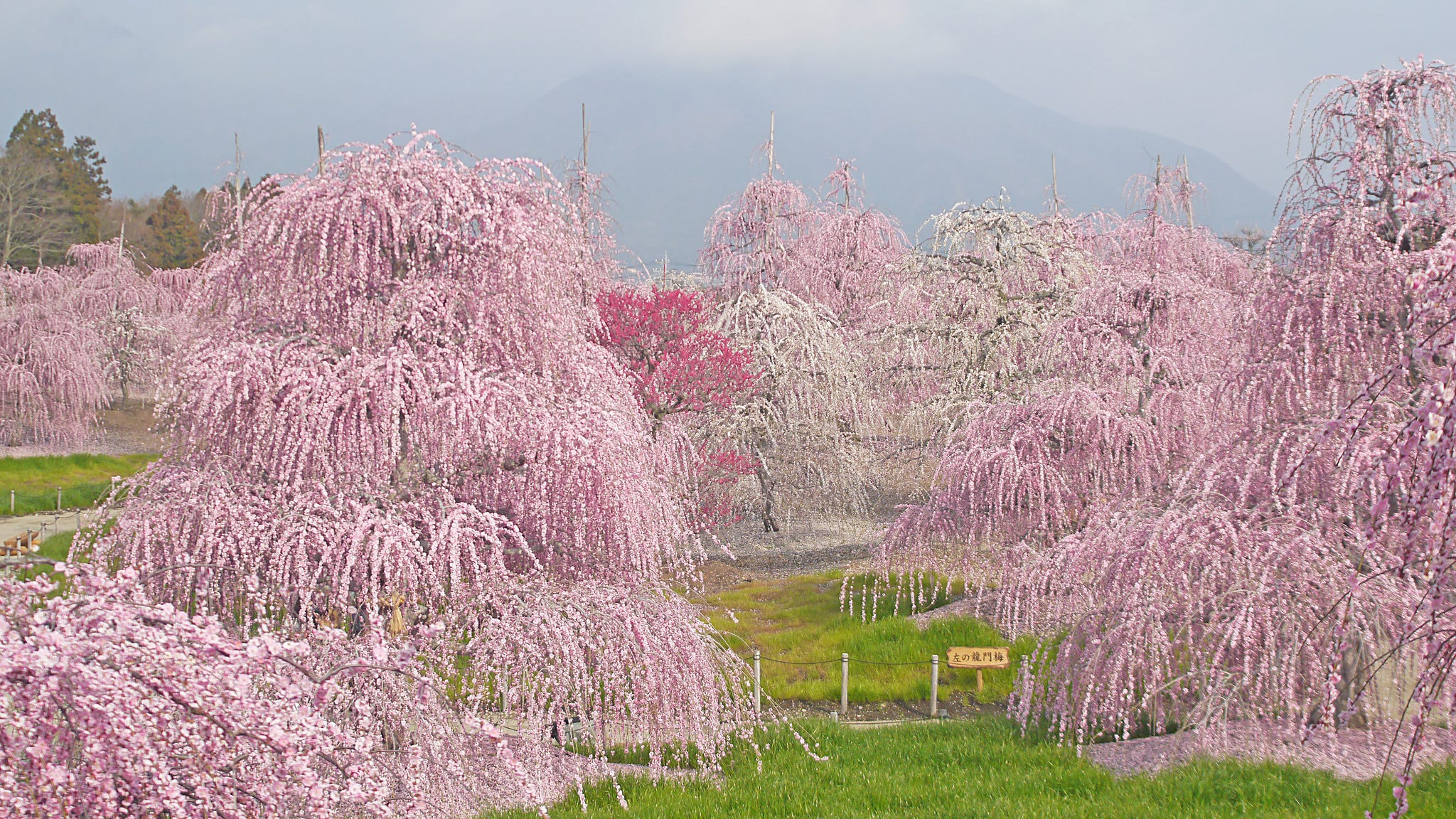 suzuka-forest-garden-plum-blossom-festival-2019-japan-travel-guide