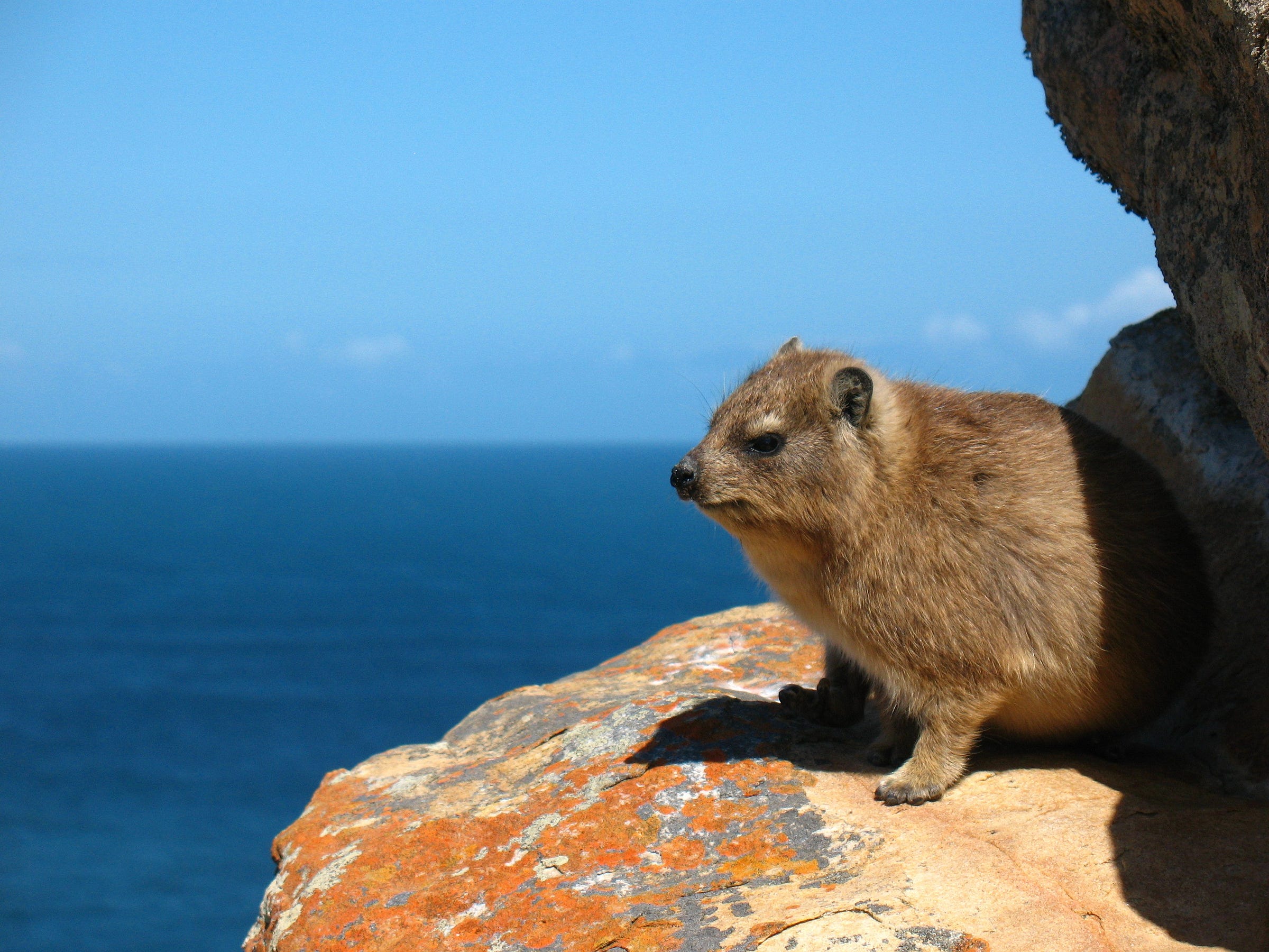 The Rock Hyrax: Elephants’ Unexpected Relative – ELP Rumbles – Medium