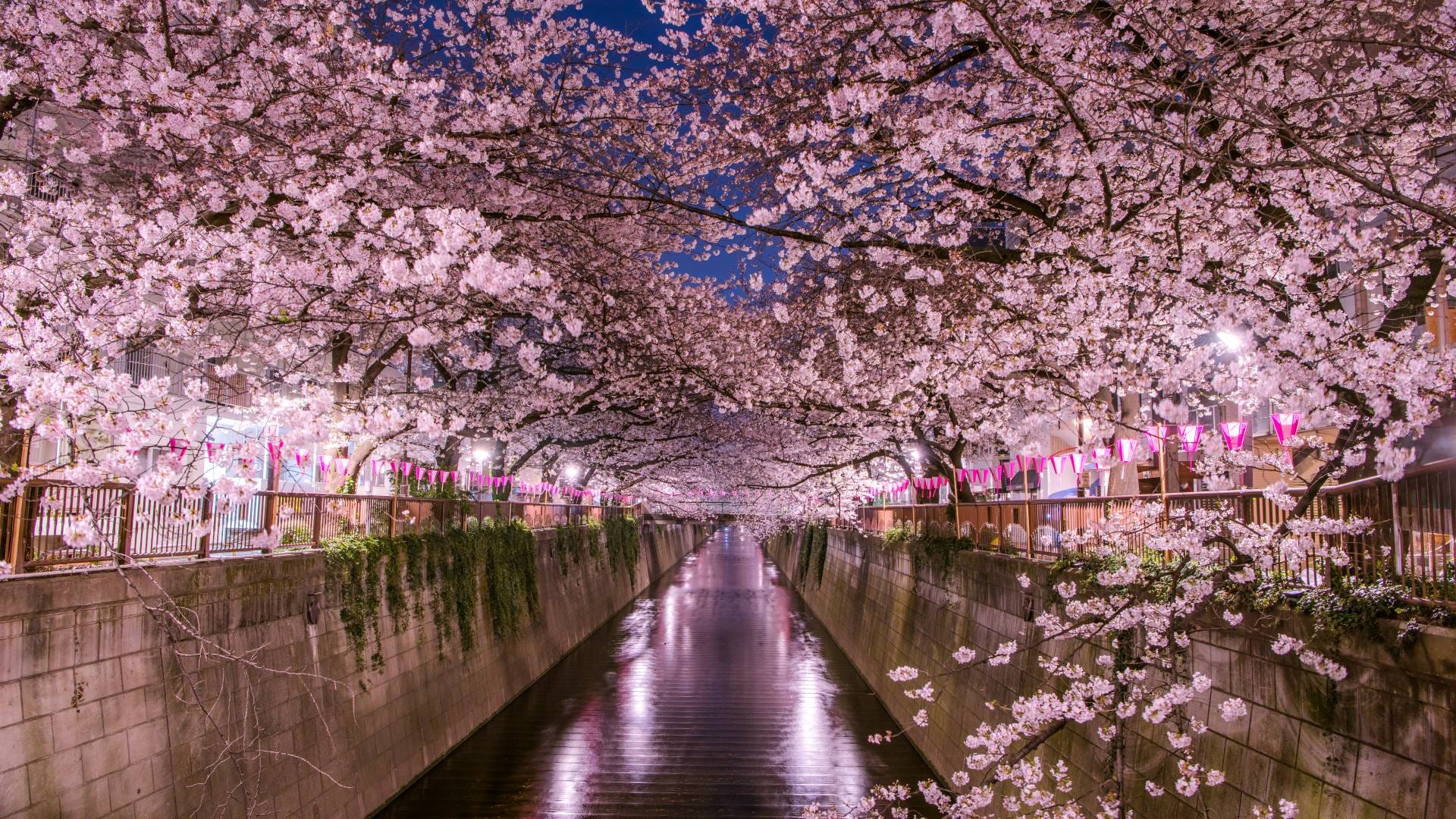 2019 Nakameguro Cherry Blossom Festival Adventure