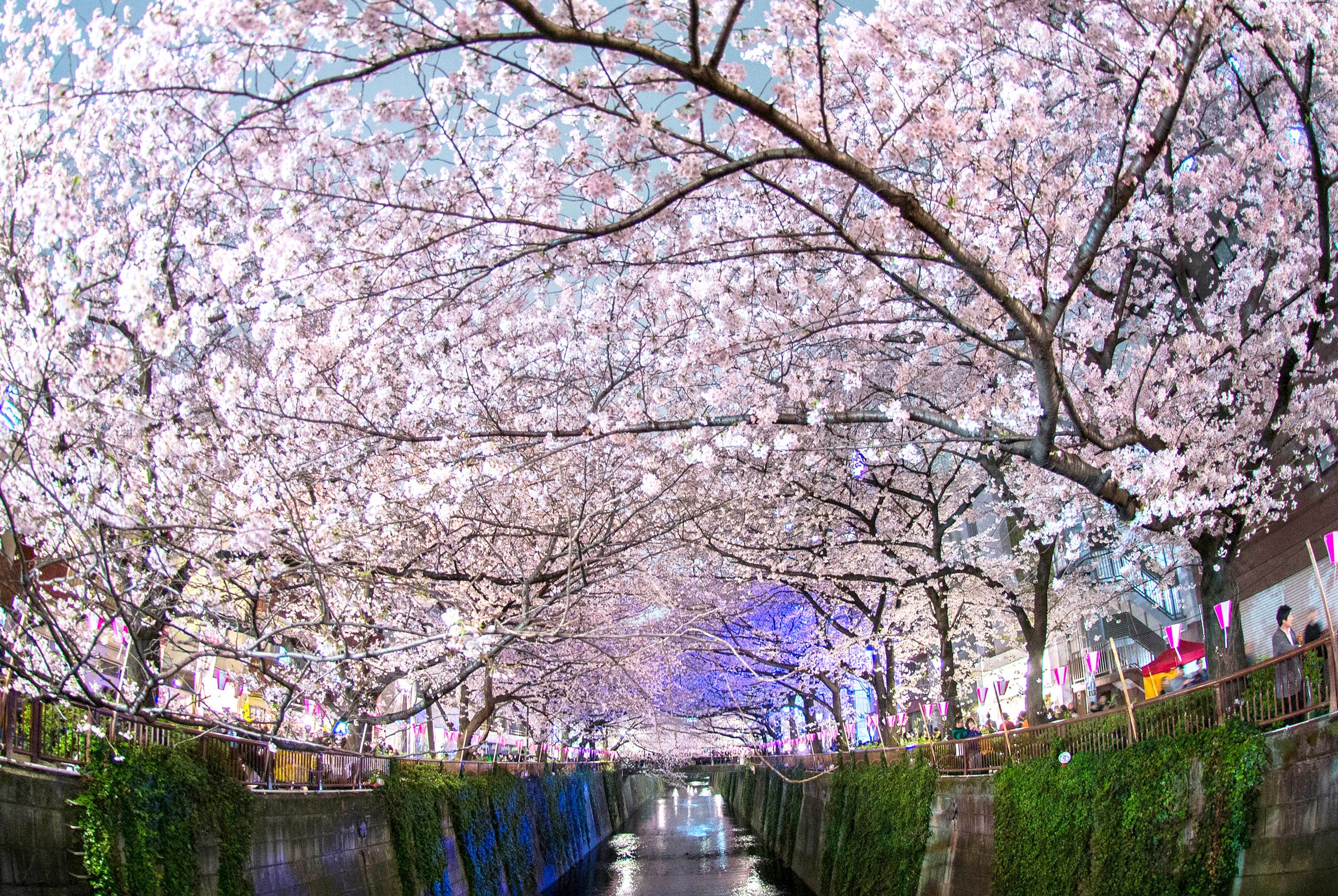 Japans Cherry Blossom Wallpapers Barrett Ishida Medium