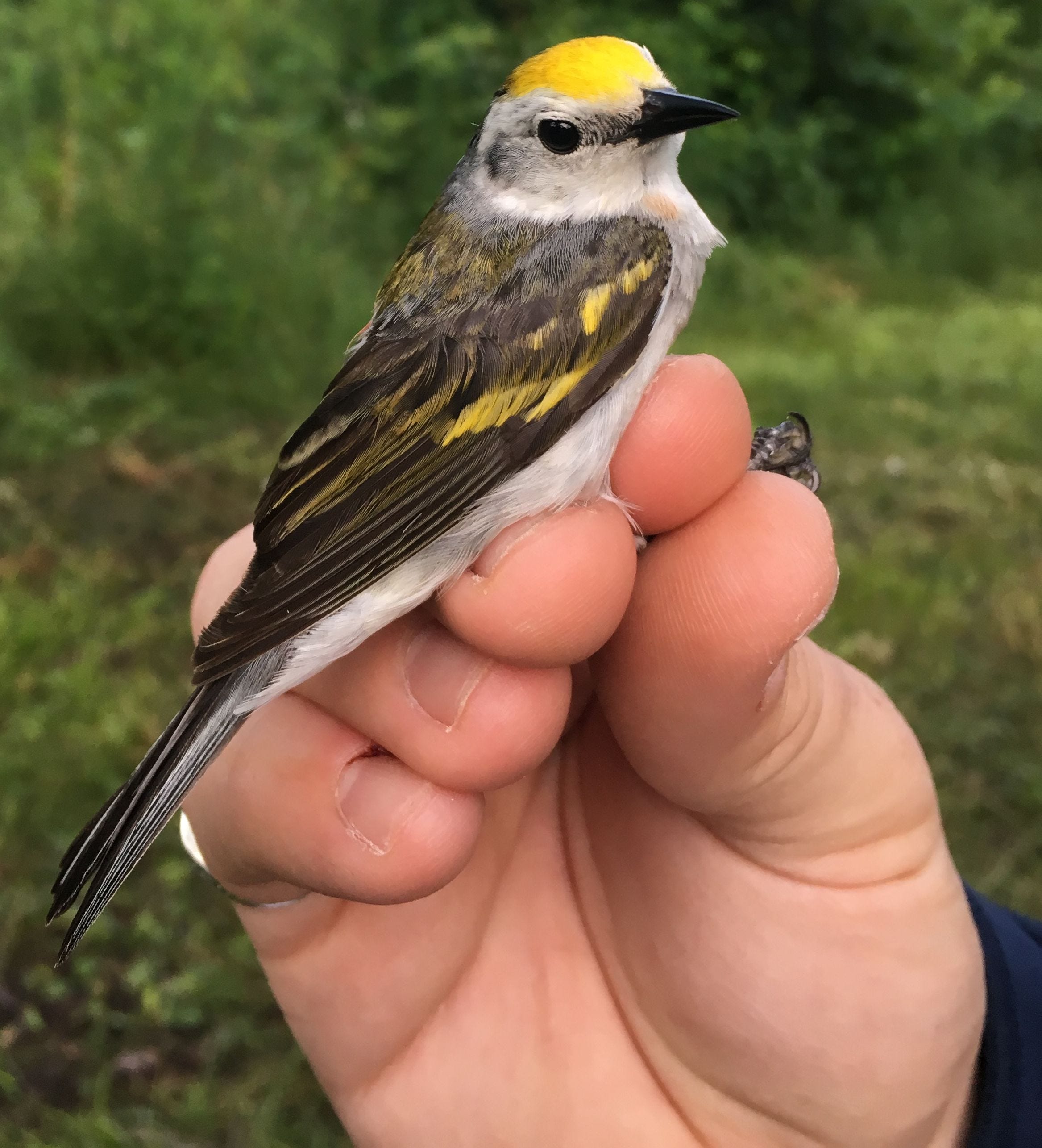 Scientists Discover A Rare Bird Thats A Hybrid Of Three Different Species