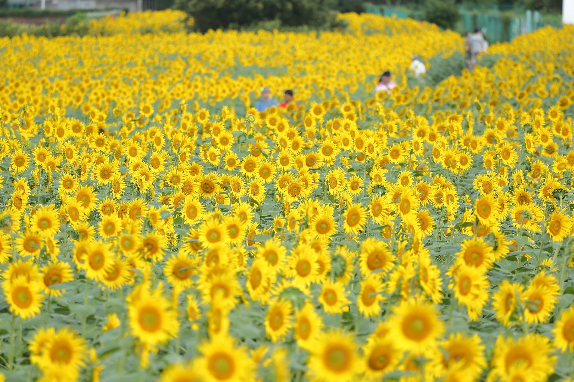 Kiyose Sunflower Festival: Don’t Miss the Largest Sunflower Field in Tokyo!