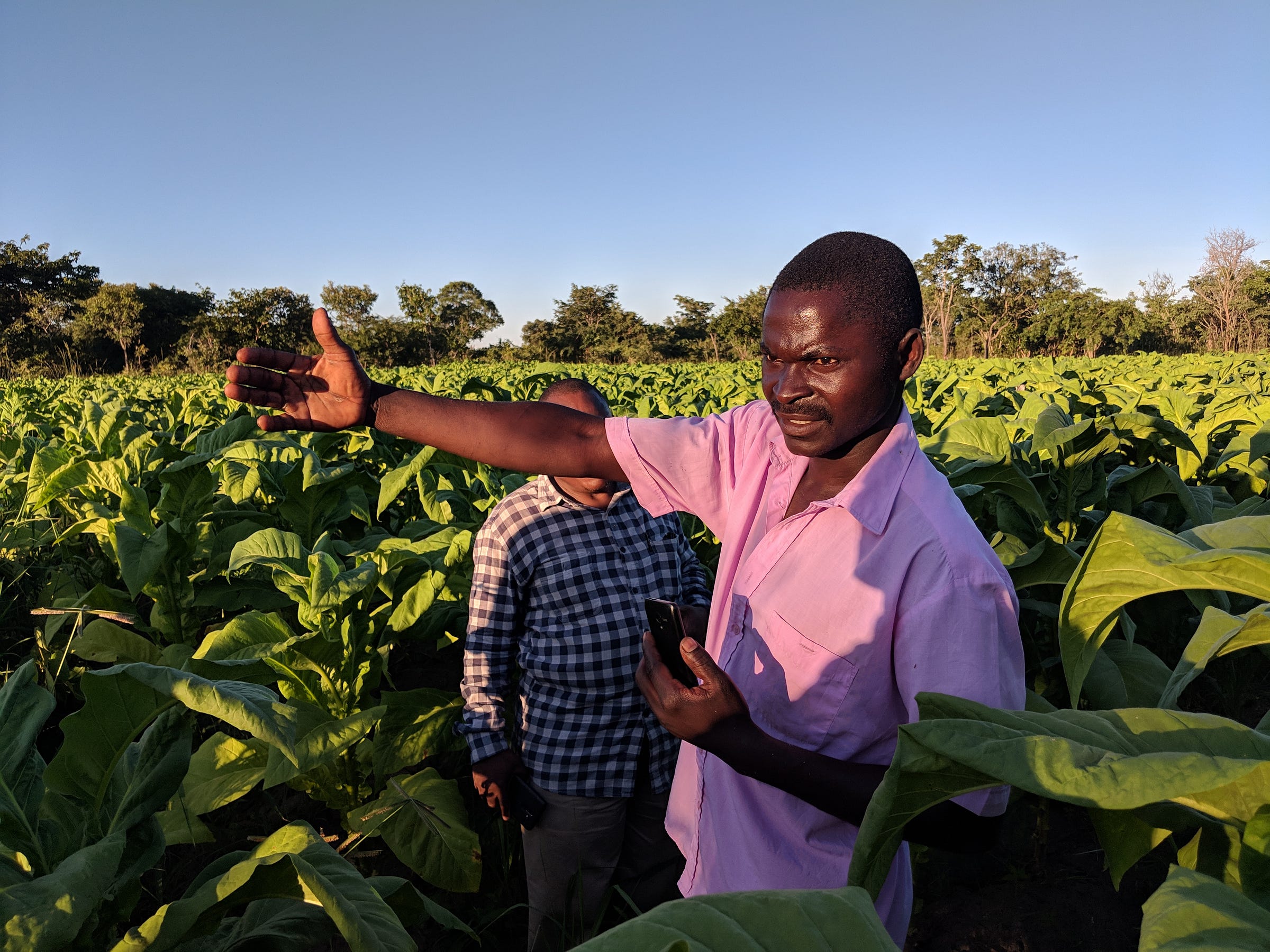 Helping Zambia’s farmers ditch tobacco UN Development Programme Medium
