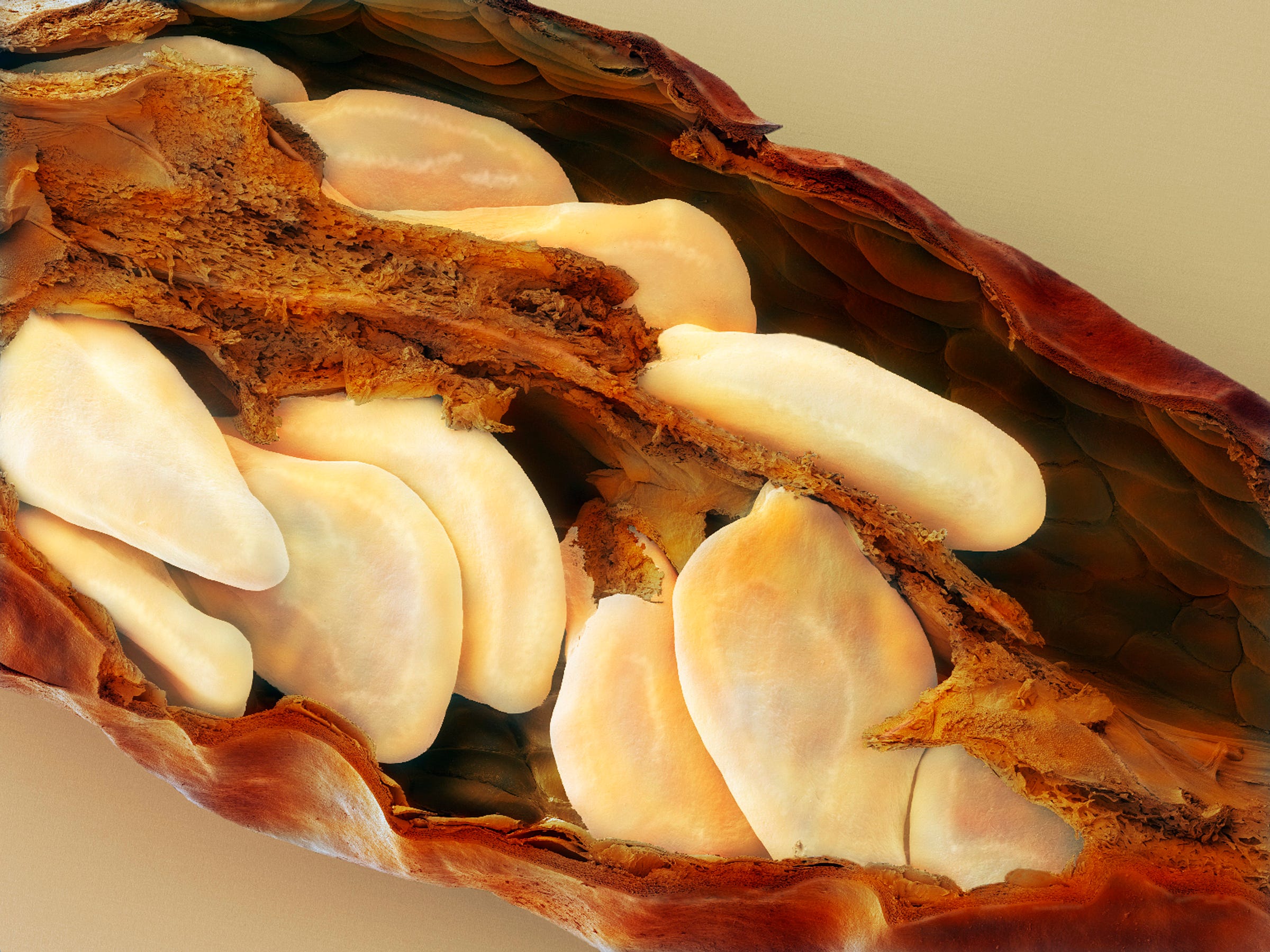 Quiz Food Or Not OpenLearn Medium
