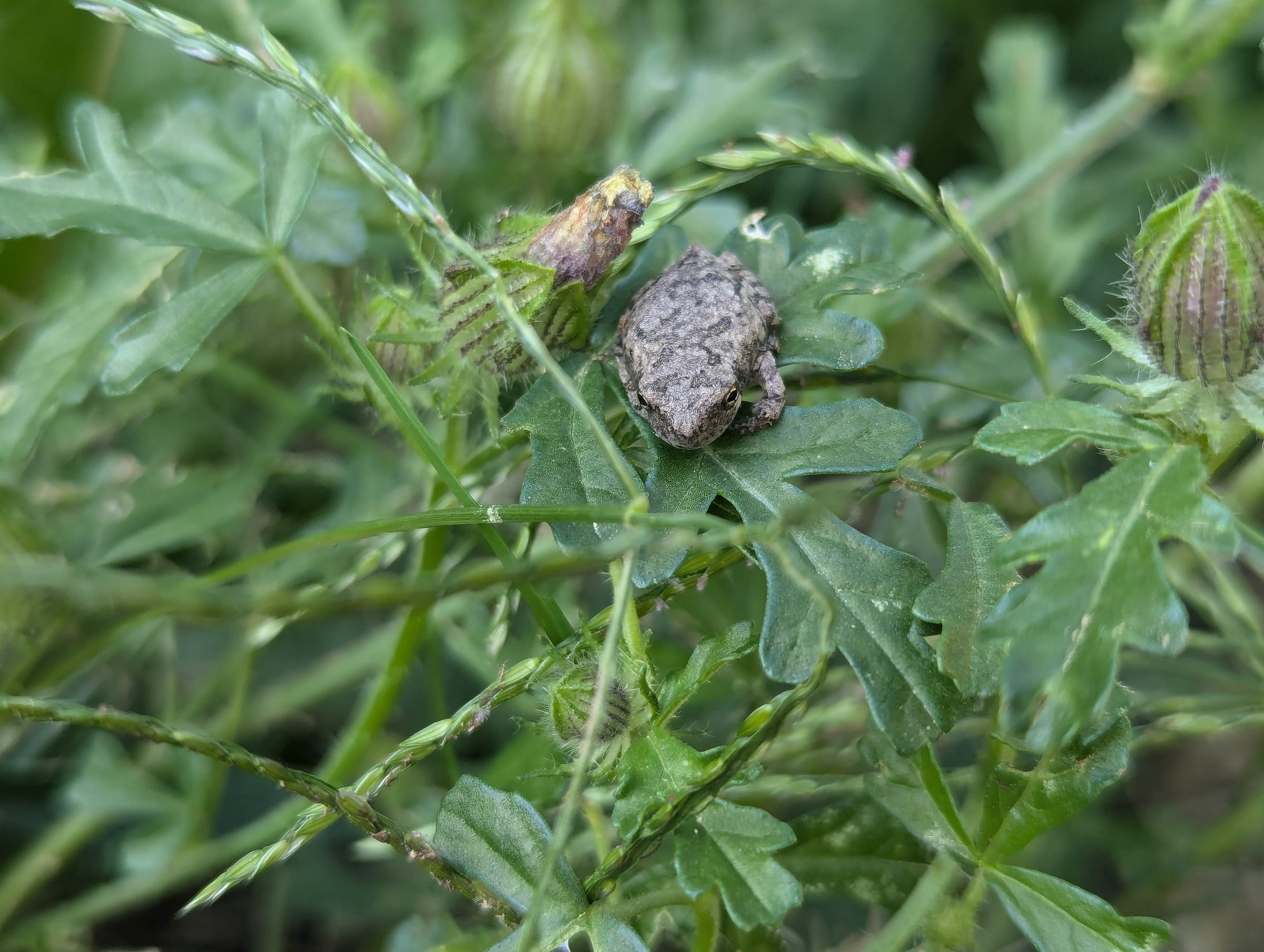 A tiny frog rests on the leaf of the Flower-of-an-Hour plant