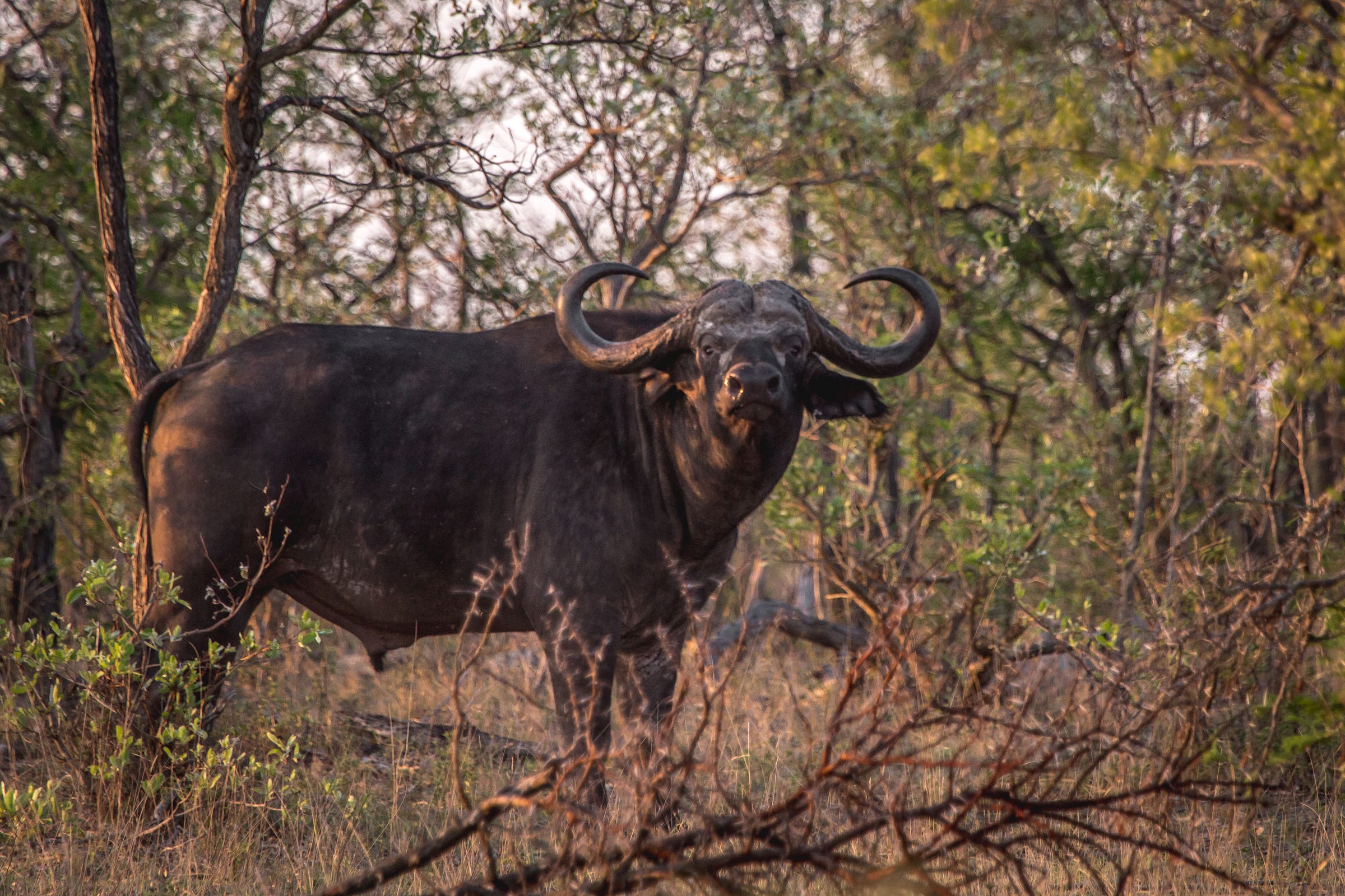 Cape buffalo in South Africa The Hole Story