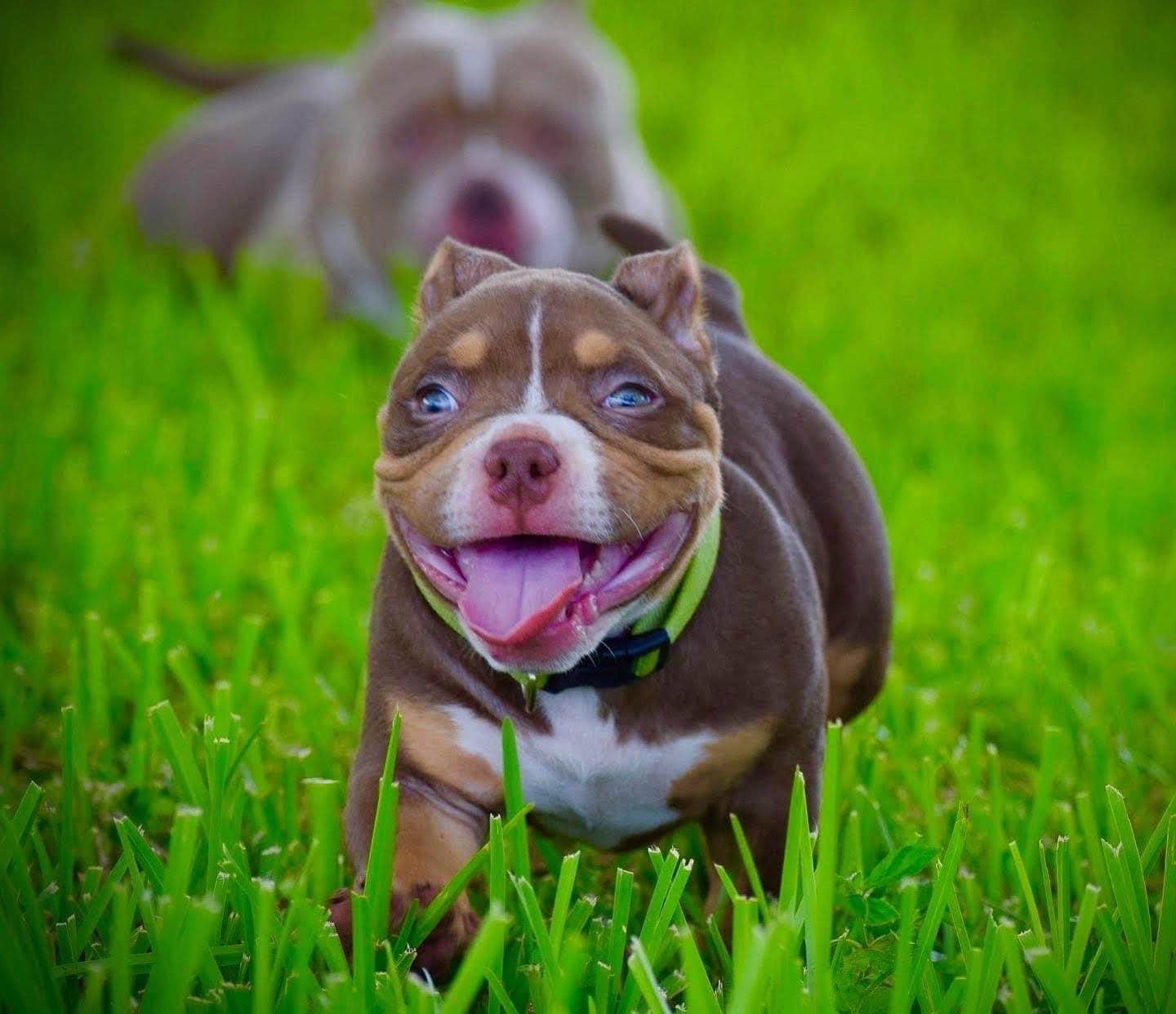 American Pocket Bully Lilac Tri Puppies in Birmingham B21 on Freeads  Classifieds - American Bully classifieds