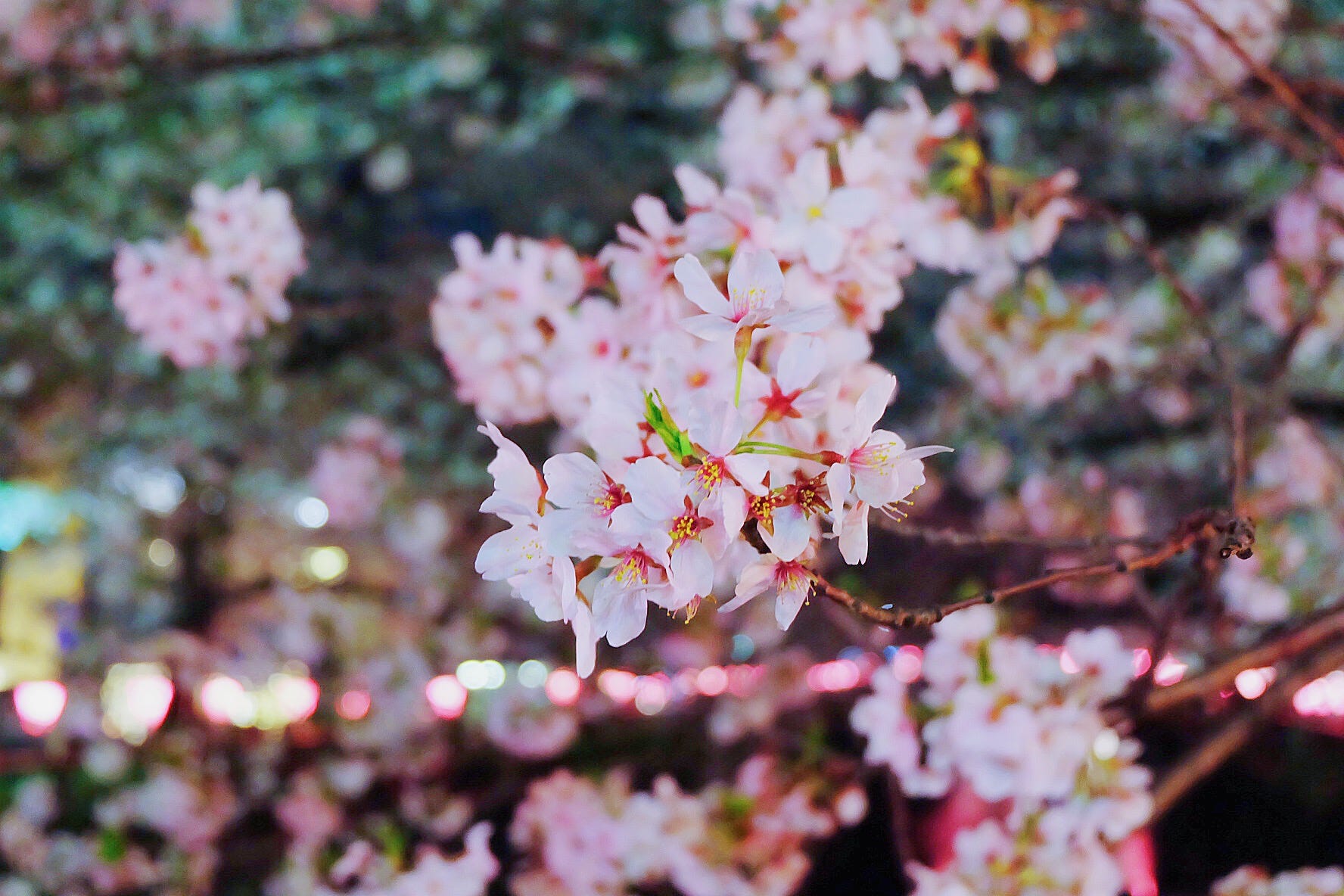 Facts About Cherry Blossoms In Japan Japan Travel Guide JW Web Magazine