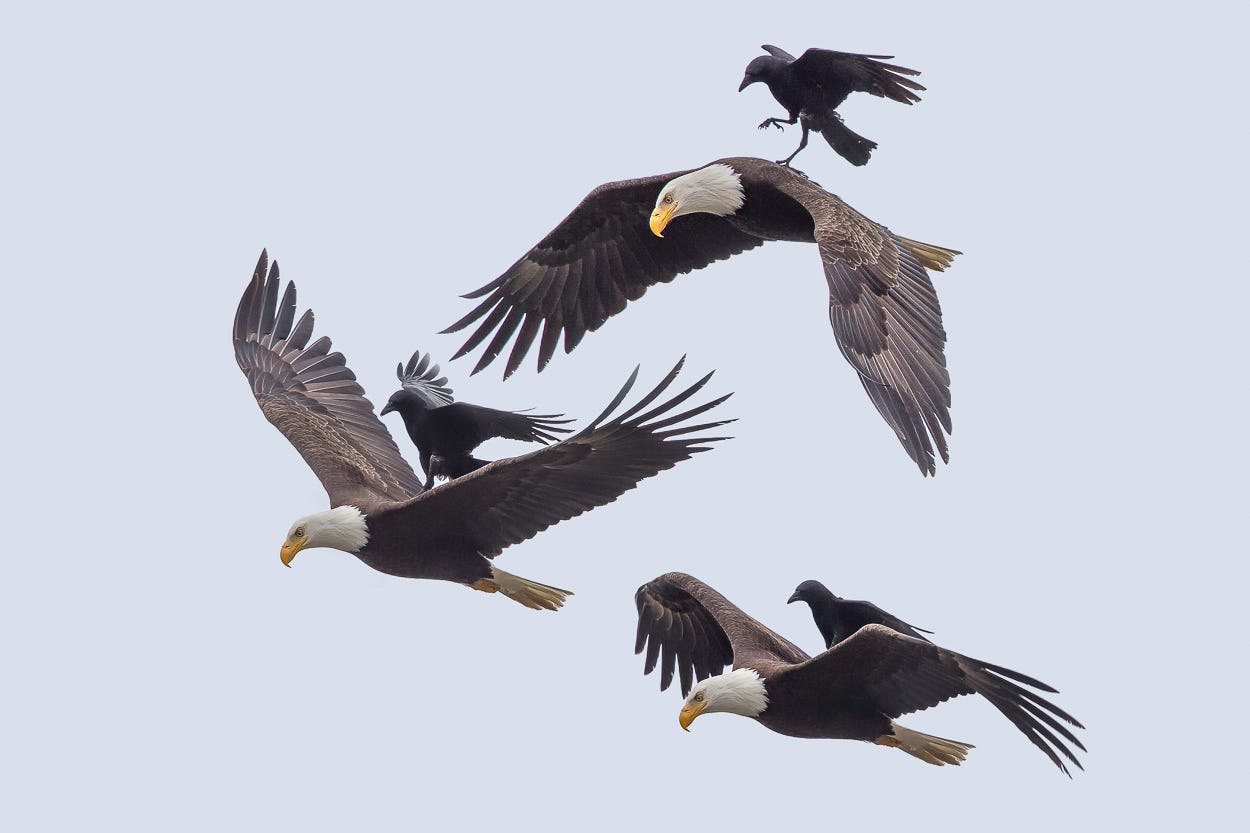 The Story Behind this Incredible Photo of a Crow Riding an Eagle