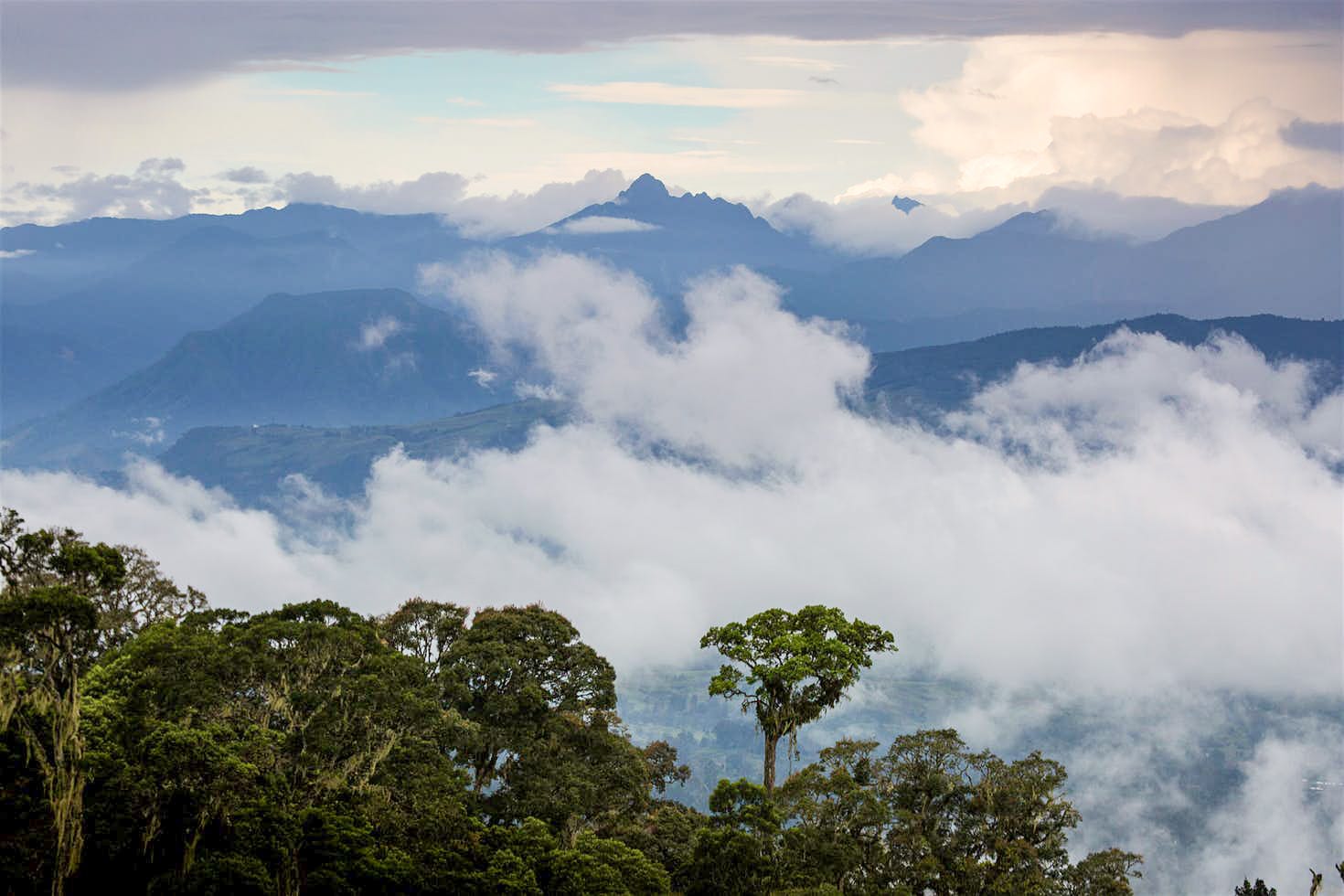 Ensuring ‘the ghost of the forest’ doesn’t disappear