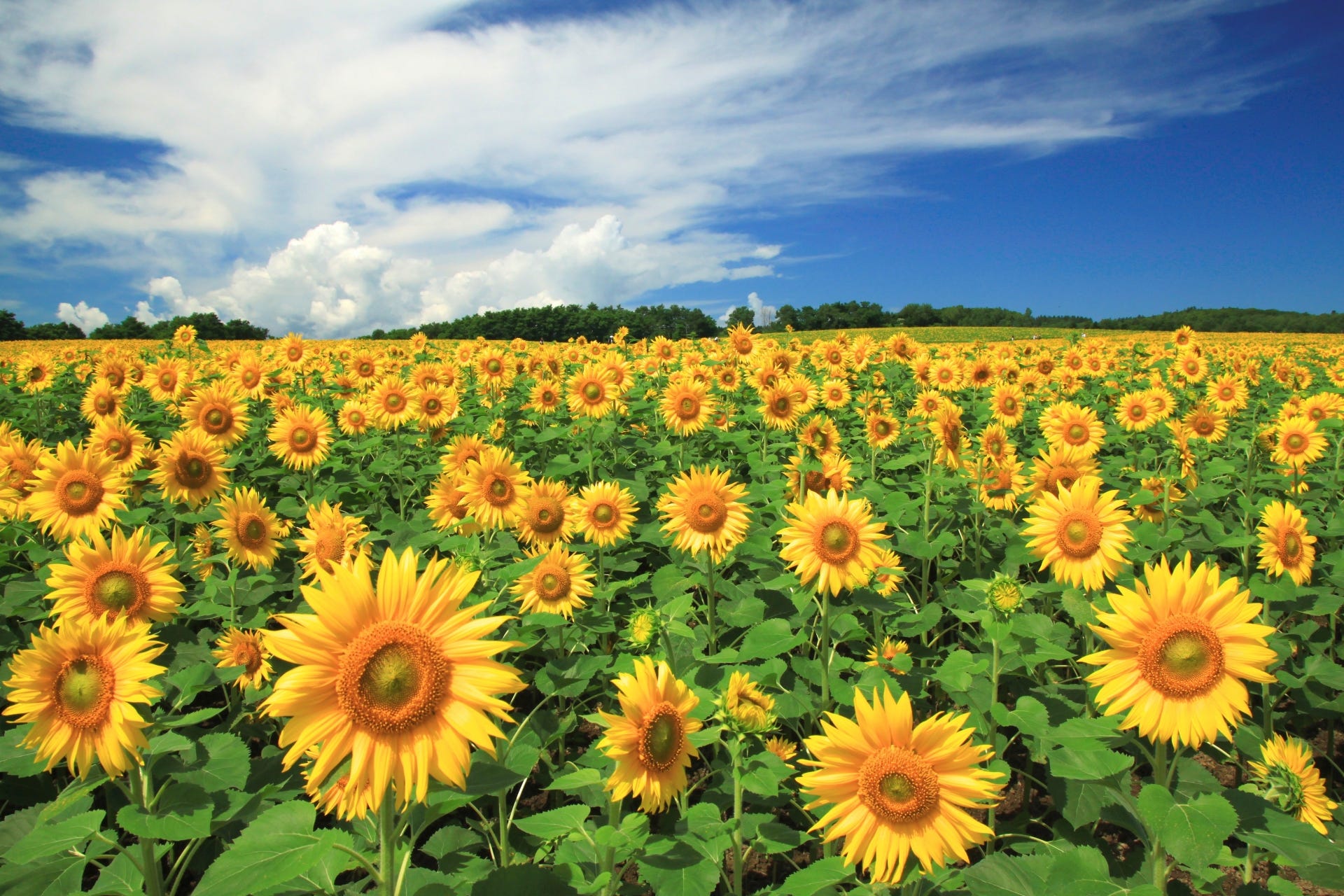 7 Best Sunflower Fields in Japan – Japan Travel Guide -JW Web Magazine