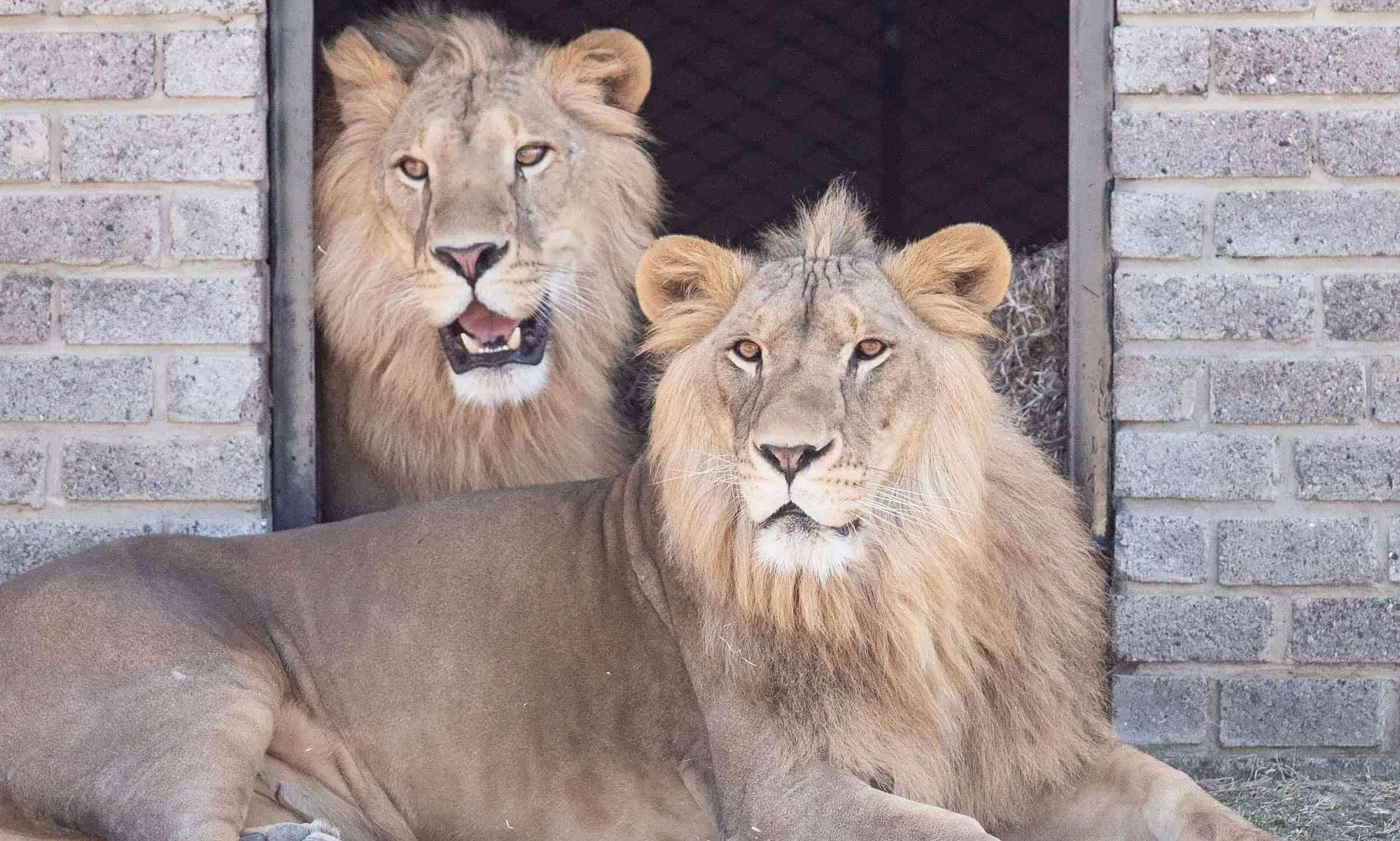 Back to wild: QR Cargo flies 6 rescued lions to Joburg