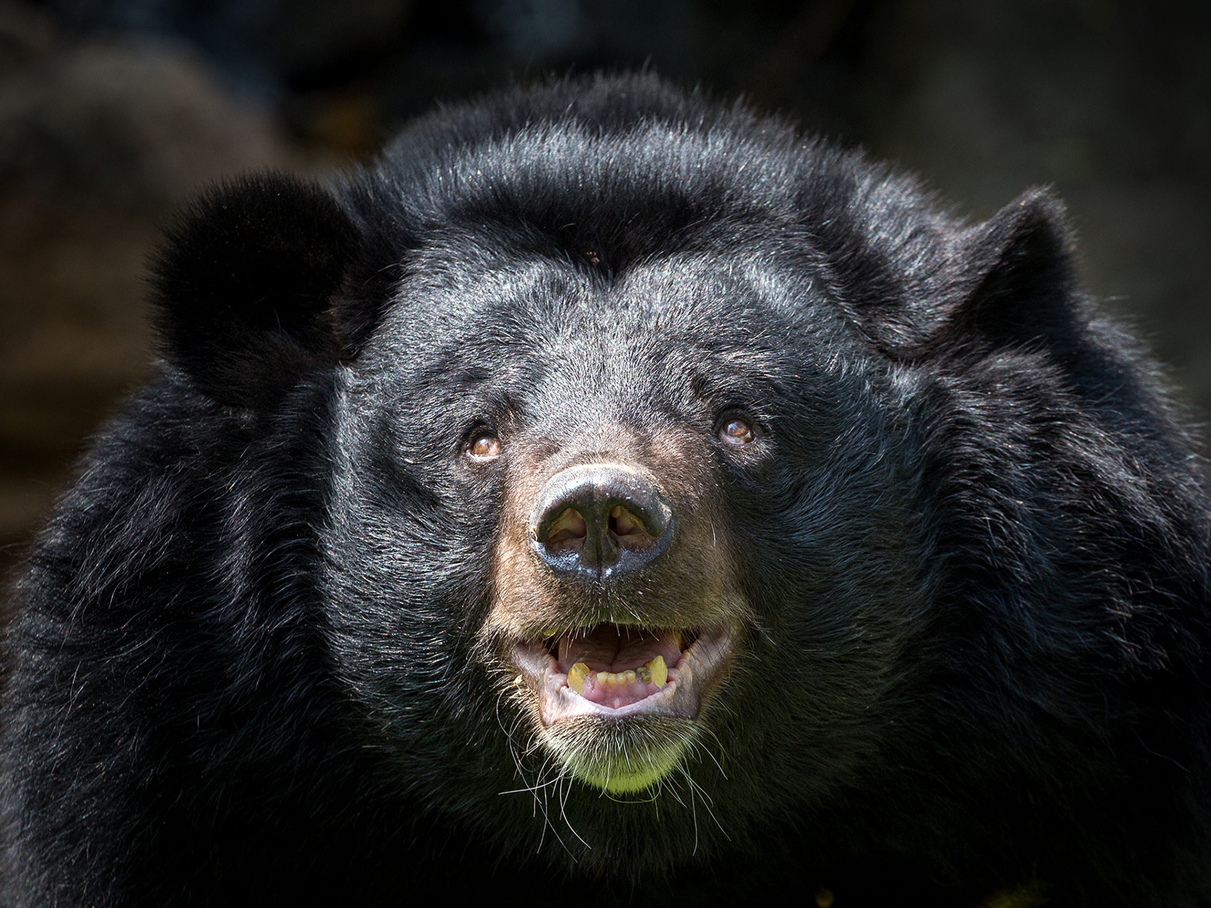 Alaskan Black Bear – The Hole Story