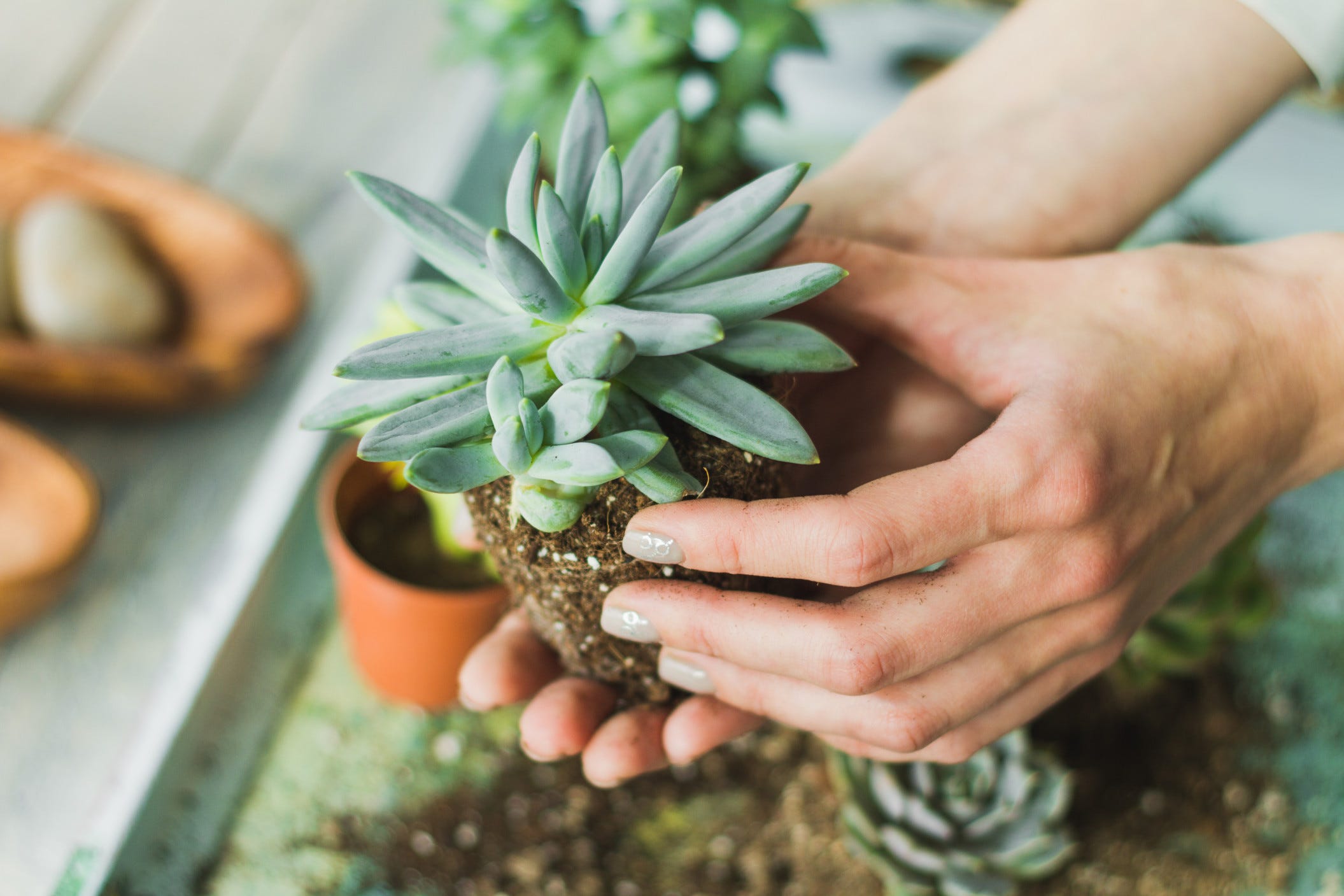 How To Revive Your Busted Succulents - Succulent Studios ...