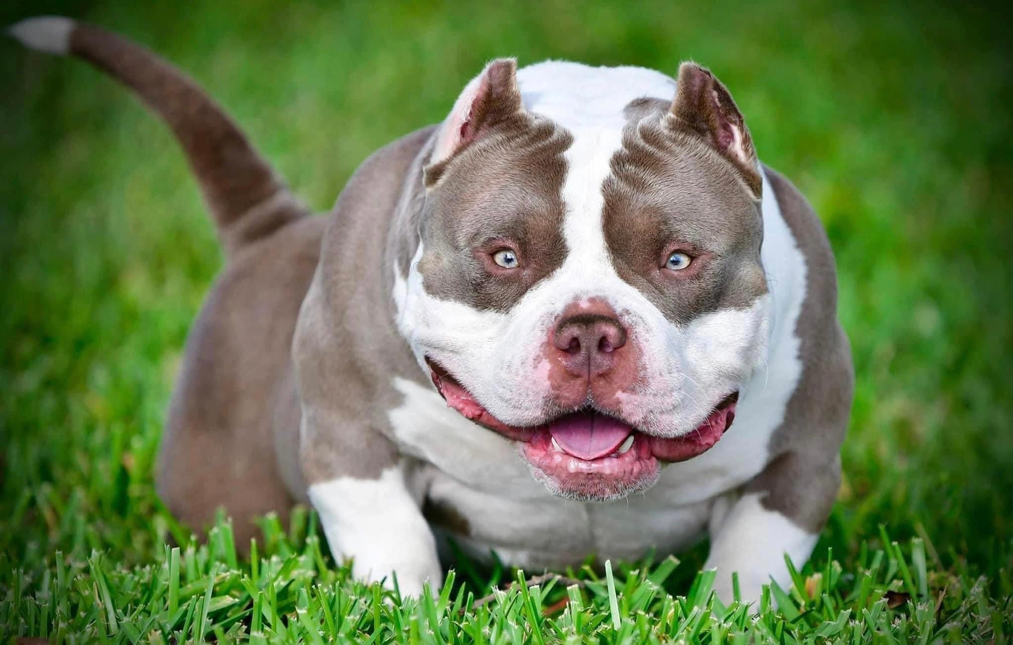 Top Pocket Bully Studs 2025 – Venomline’s proven American Bully producers known for structure, mass, and consistent production across bloodlines