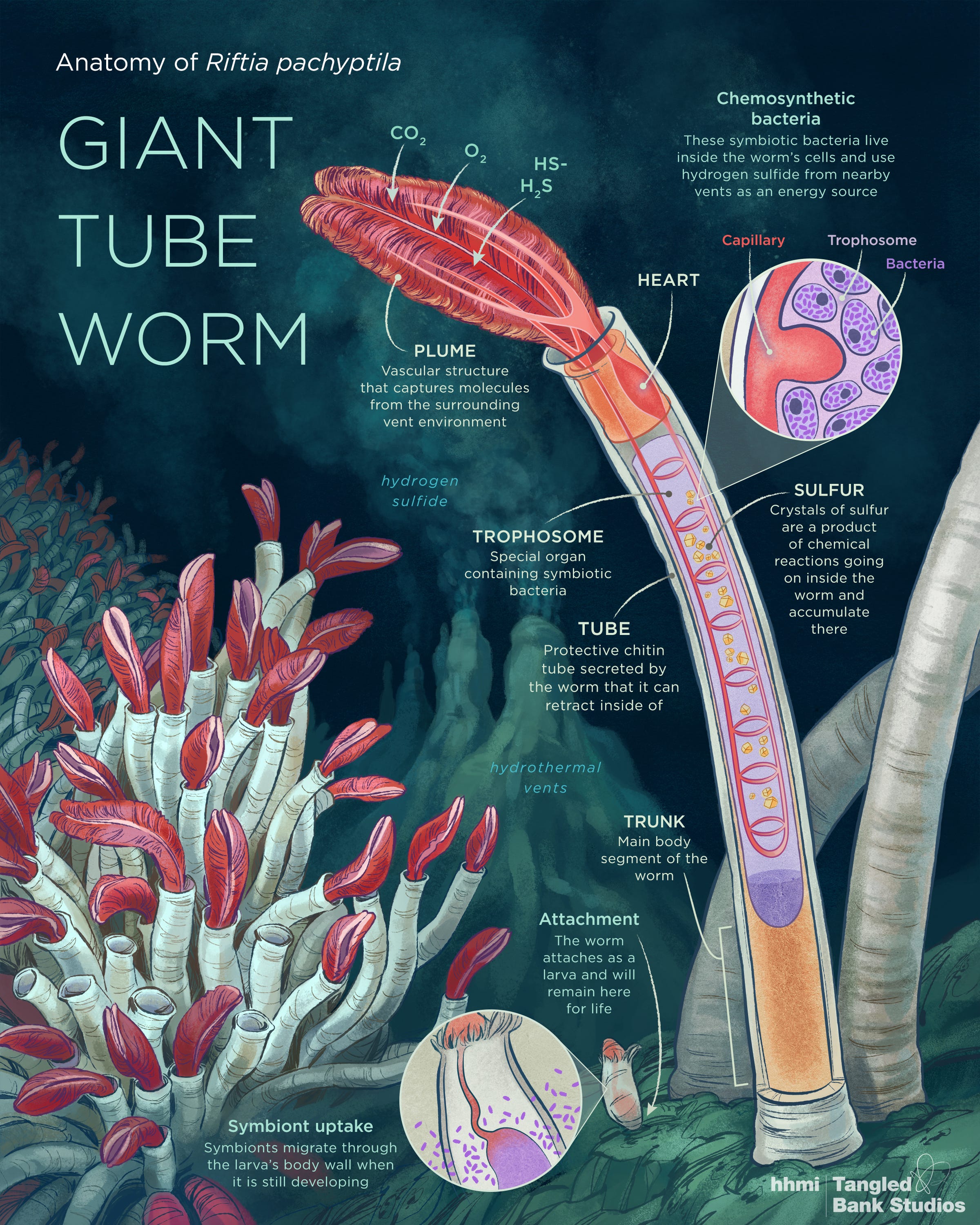 Anatomy of a Giant Tube Worm I Contain Multitudes Medium
