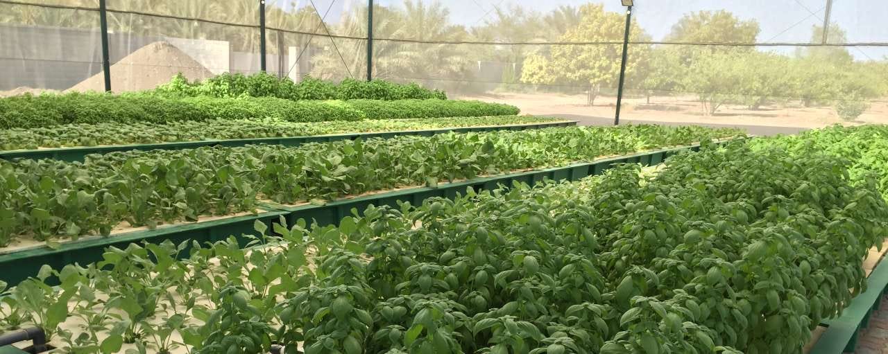 aquaponics farm oman - aquaponic