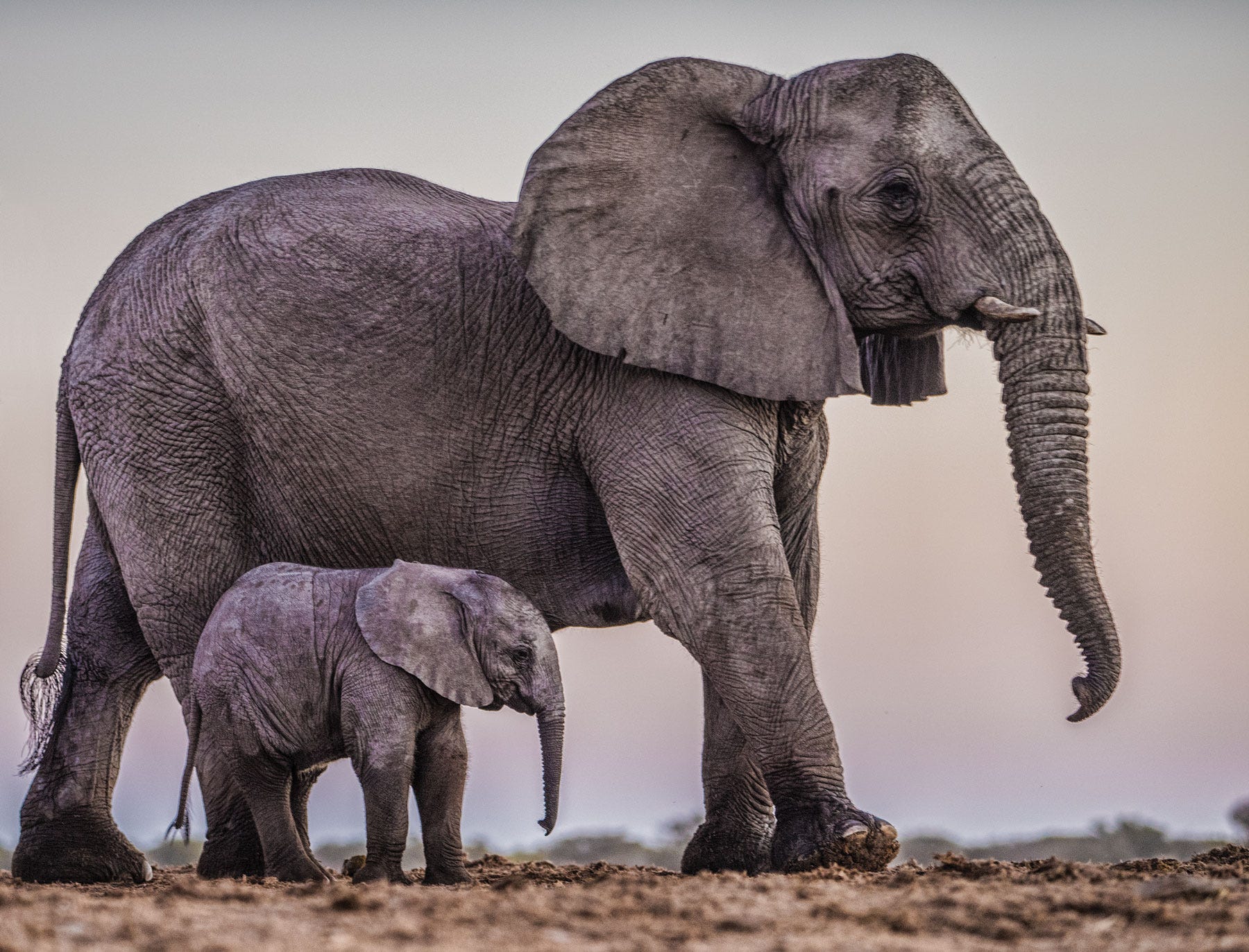 My Summer Vacation Three Weeks With Elephants Stanford Magazine Medium