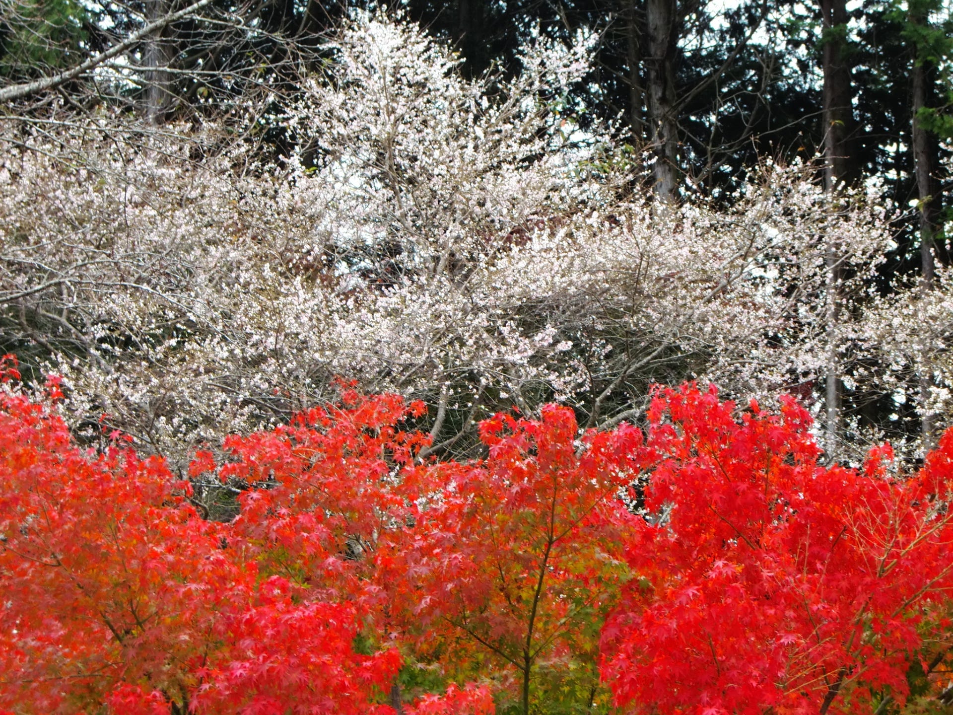 Enjoy Cherry Blossoms in Autumn in Japan 2018 Japan Travel Guide JW