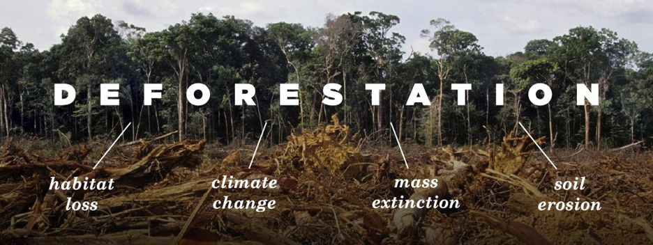 terrestrial-habitat-loss-and-fragmentation-saving-earth