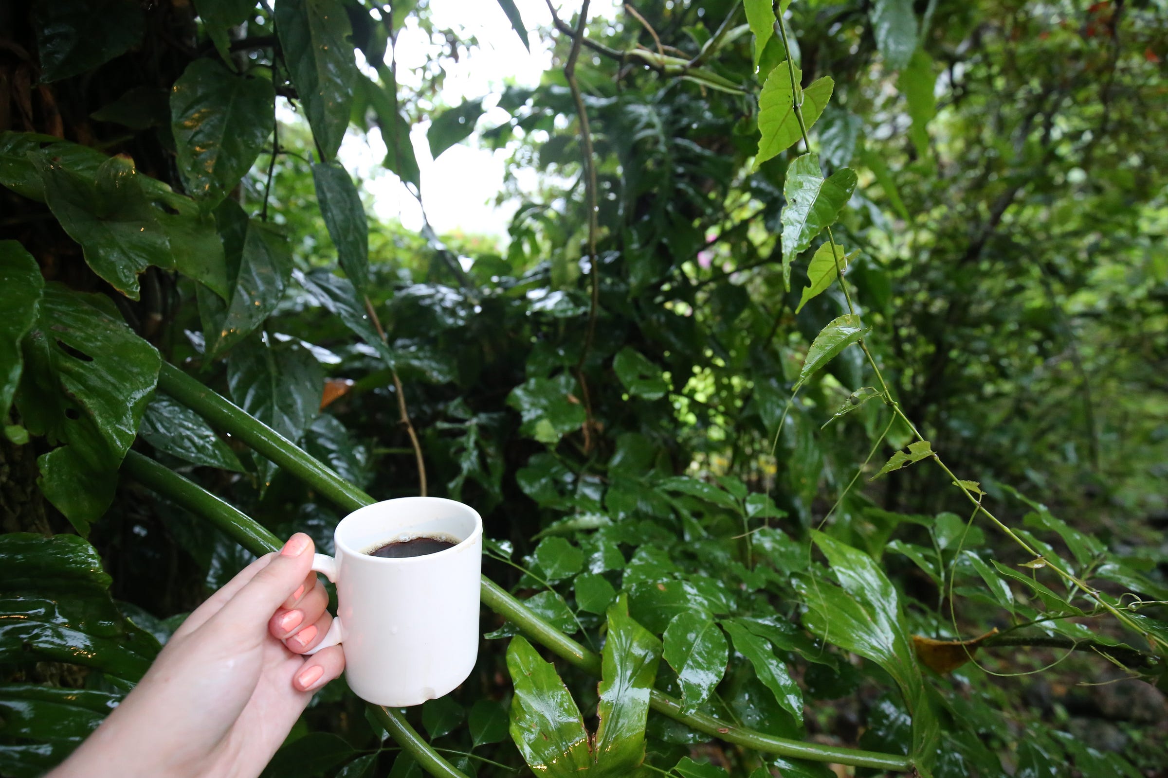 rainforest coffee tour