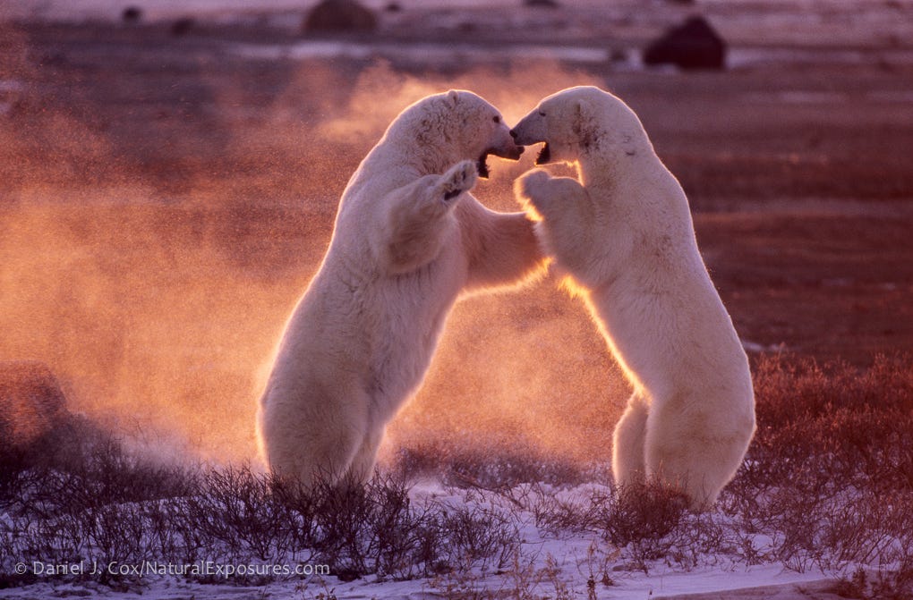 Polar Bear Conservation Exploring the Arctic Through a Montana Lens