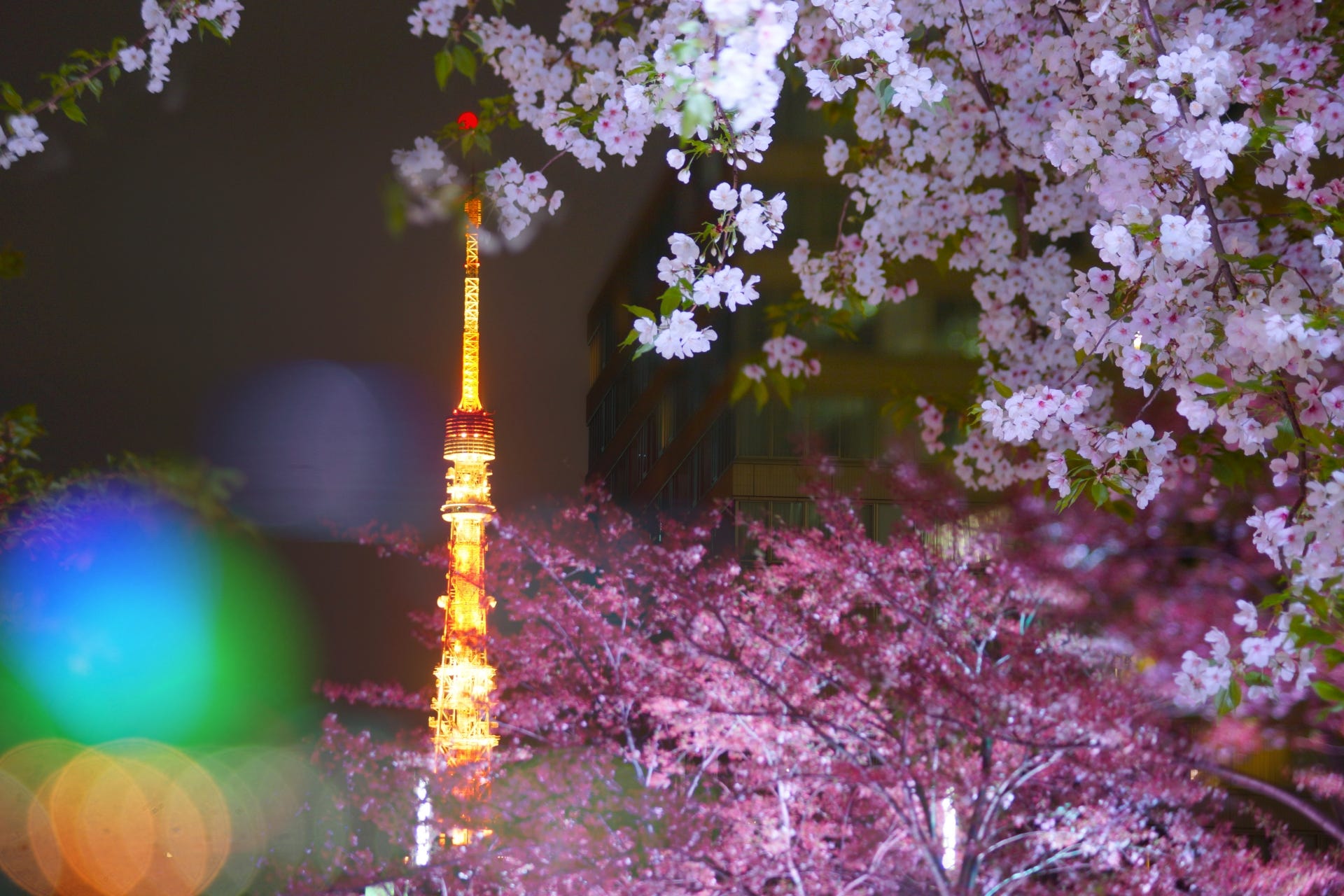 5 Best Places To See Night Cherry Blossoms In Tokyo 2019