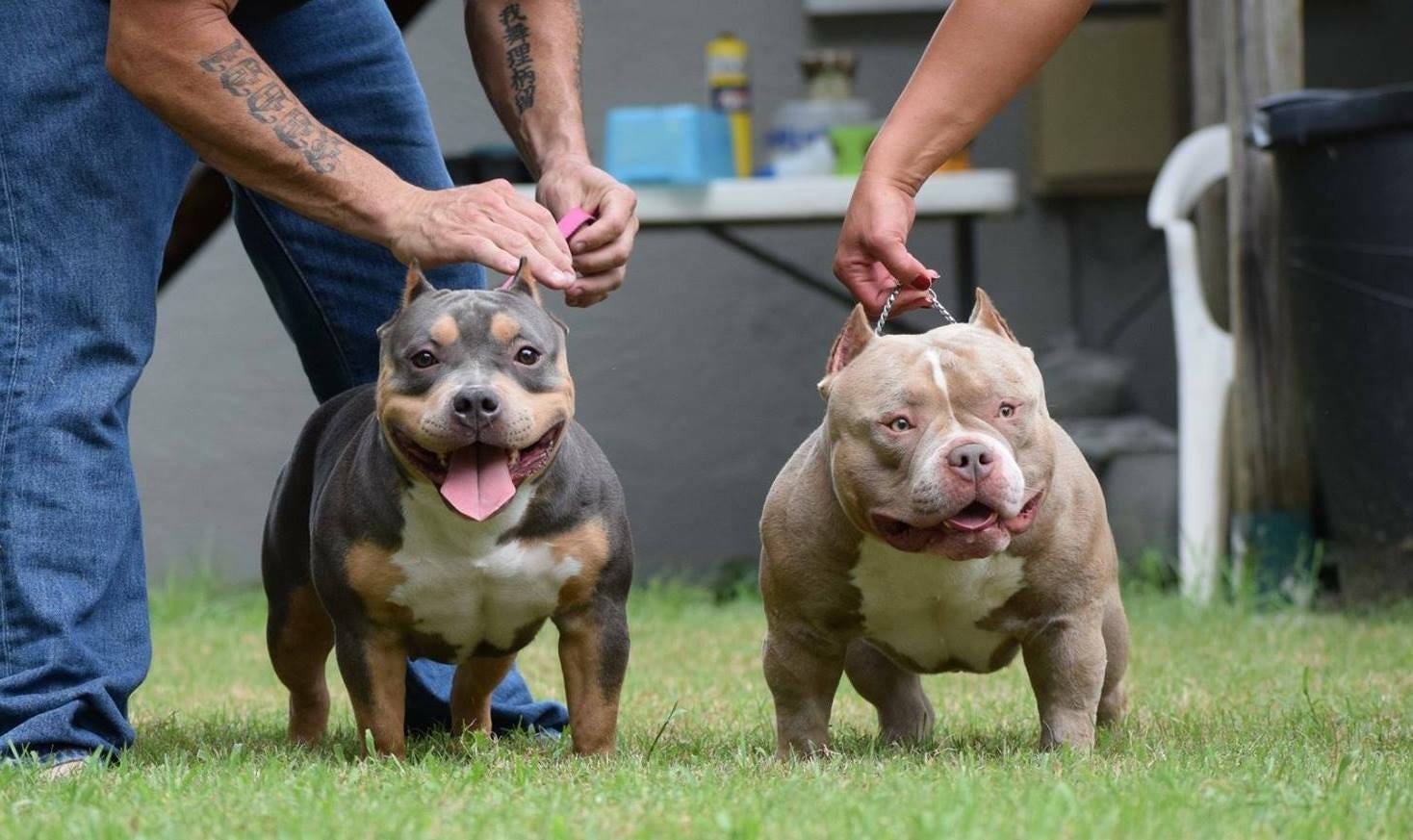 THE BEST POCKET AMERICAN BULLY BREEDERS Texas Size Bullies Home of