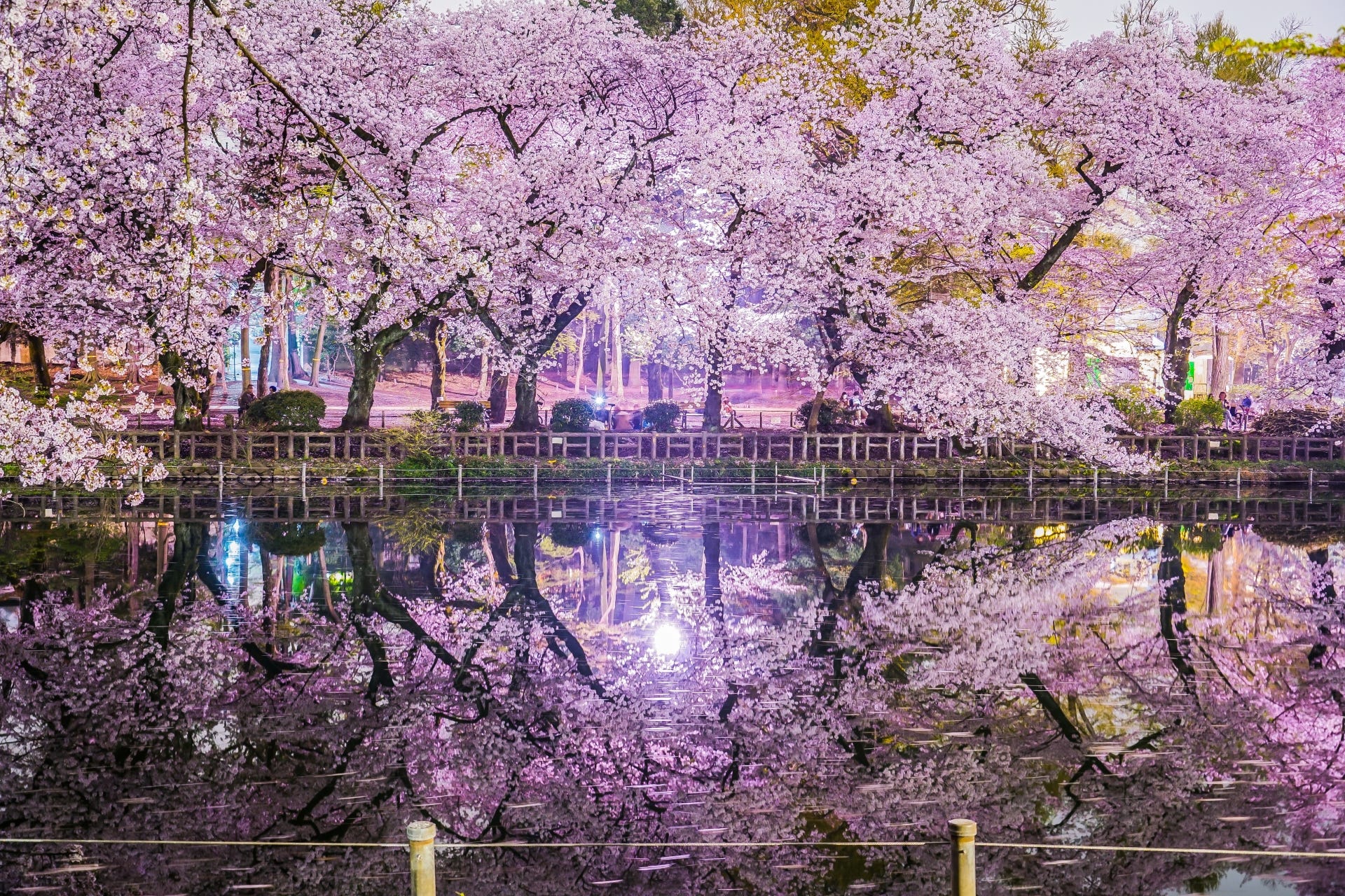 Inokashira Park Cherry Blossoms 2019 – Japan Travel Guide -JW Web Magazine