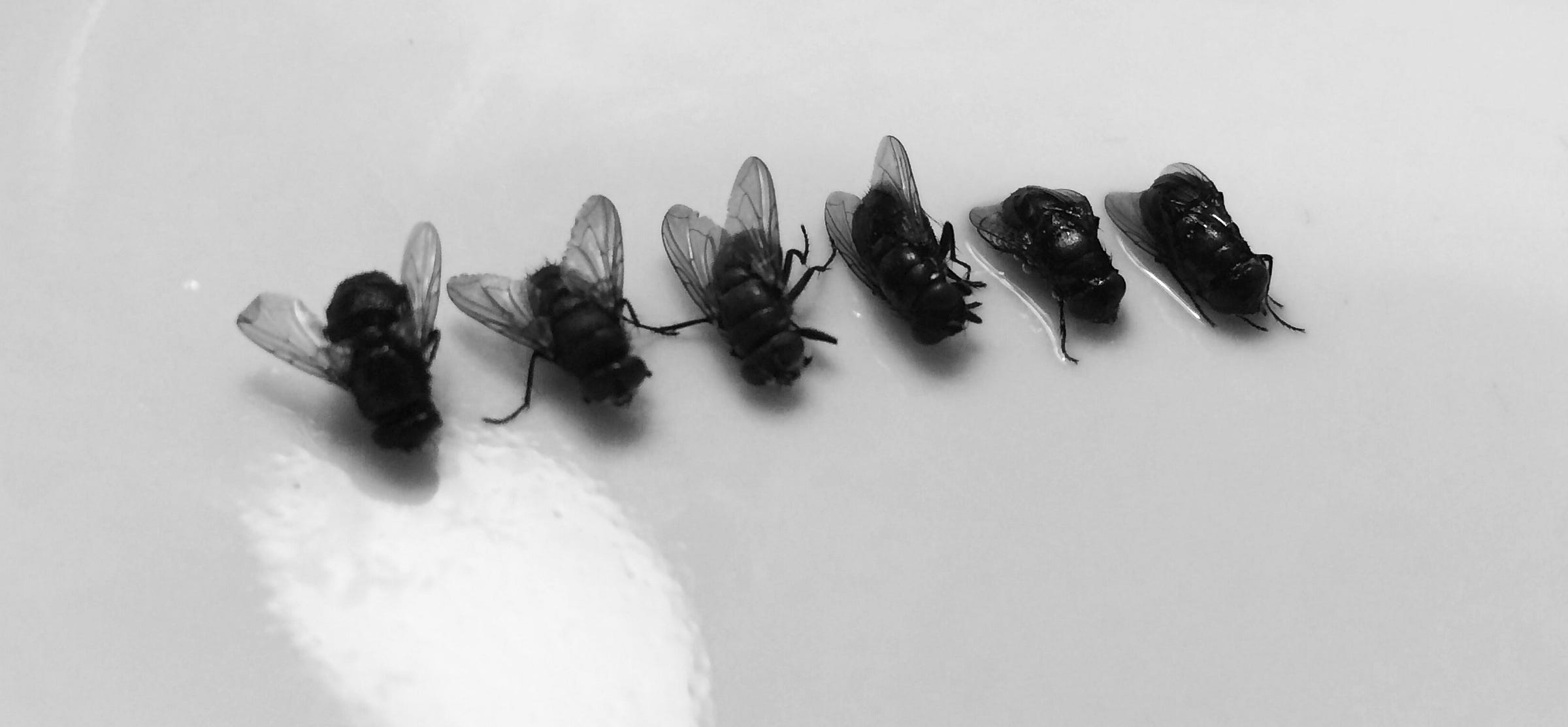 the-most-ingenious-and-enjoyable-way-to-kill-a-housefly