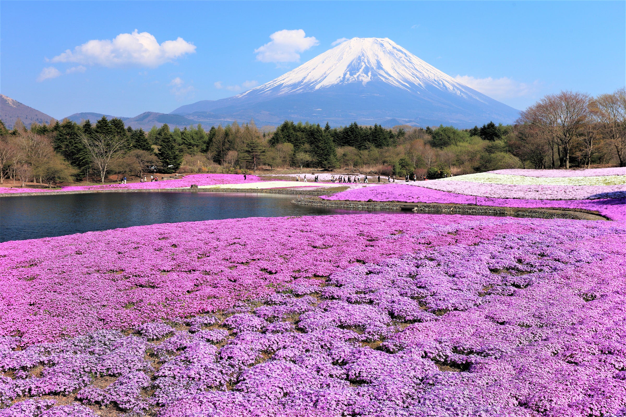 Famous Flower Fields Japan