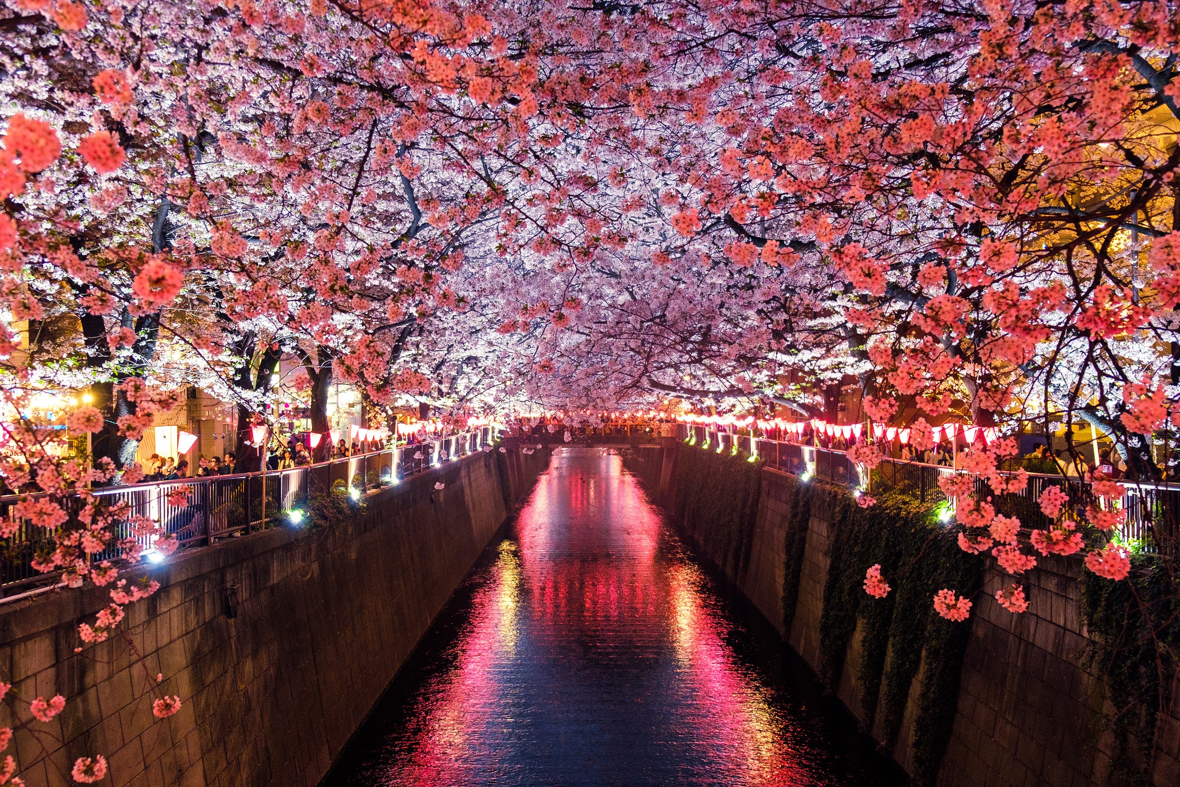 15-best-places-to-see-cherry-blossoms-in-tokyo-2019