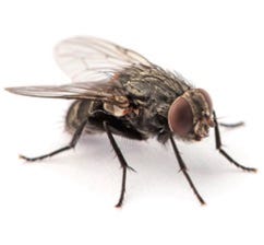 Photo of housefly