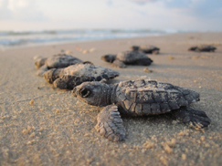 row of grey and brown turtles on tan sand