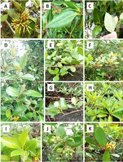 True mangrove species identified in natural
 and planted stands of Zumarraga, Samar (A)
 Aegiceras floridum; (B) Avicennia alba; ©
 Avicennia marina; (D) Avicennia rumphiana; (E)
 Avicennia officinalis; (F) Osbornia octodonta; (G)
 Ceriops decandra; (H) Rhizophora apiculata; (I)
 Rhizophora stylosa; (J) Sonneratia alba; (K)
 Sonneratia caseolaris.