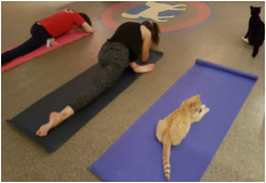 Cat Yoga