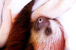 sloth snuggle.gif