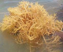 Side effects of eating sea moss
