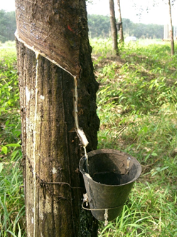 Collecting natural rubber sap