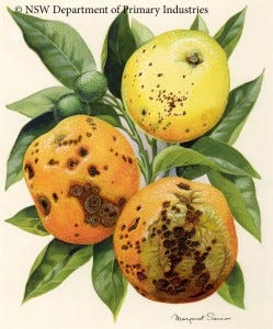 citrus-black-spot