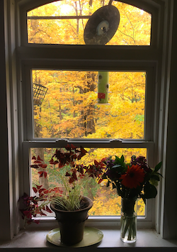 image out a Vermont window showing golden orange leaves and some houseplants in the foreground