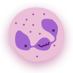 A smiling and hungry neutrophil with segmented nucleus